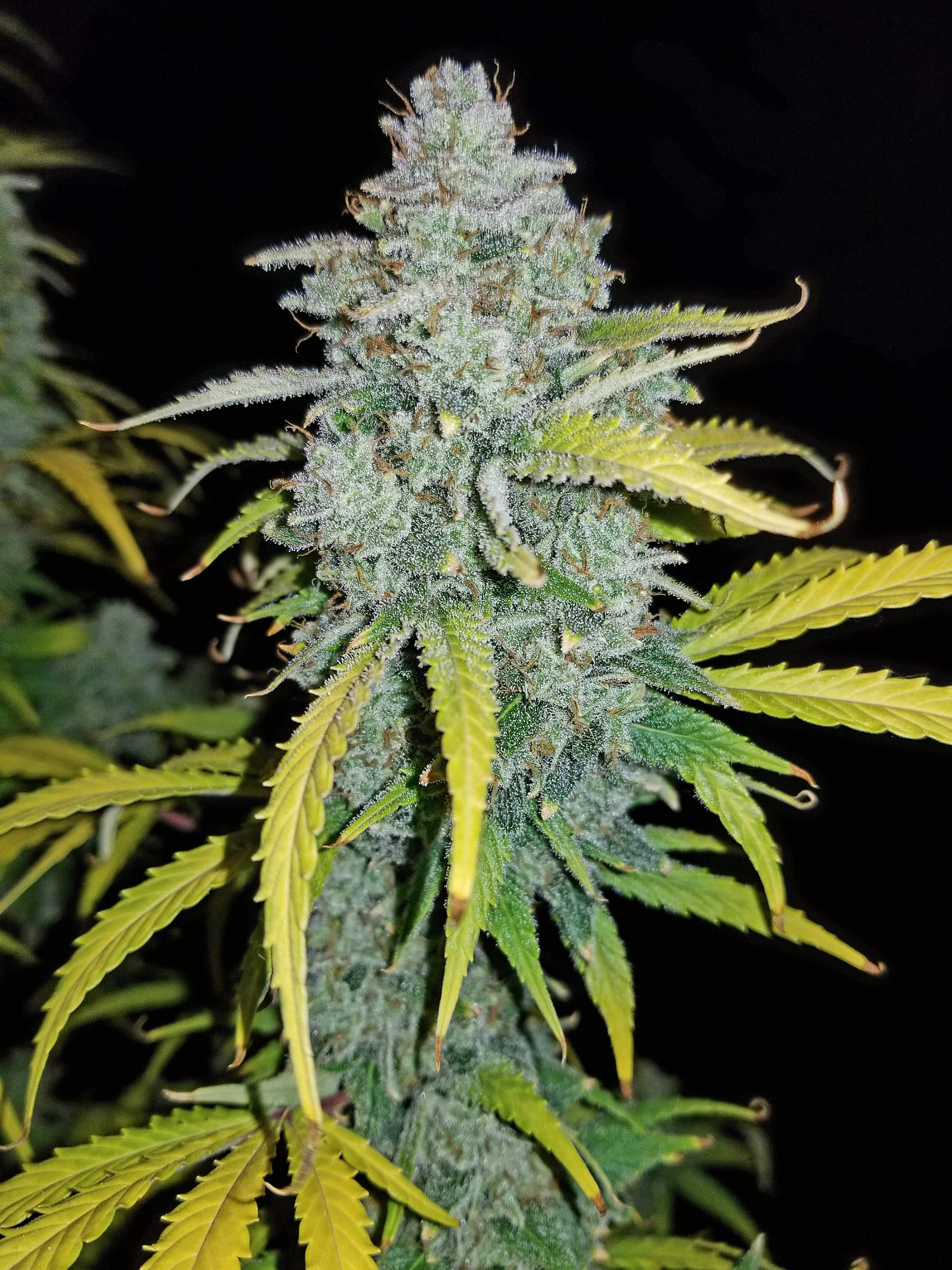 Fast Buds Blue Dream´matic Auto Feminisierte Autoflower