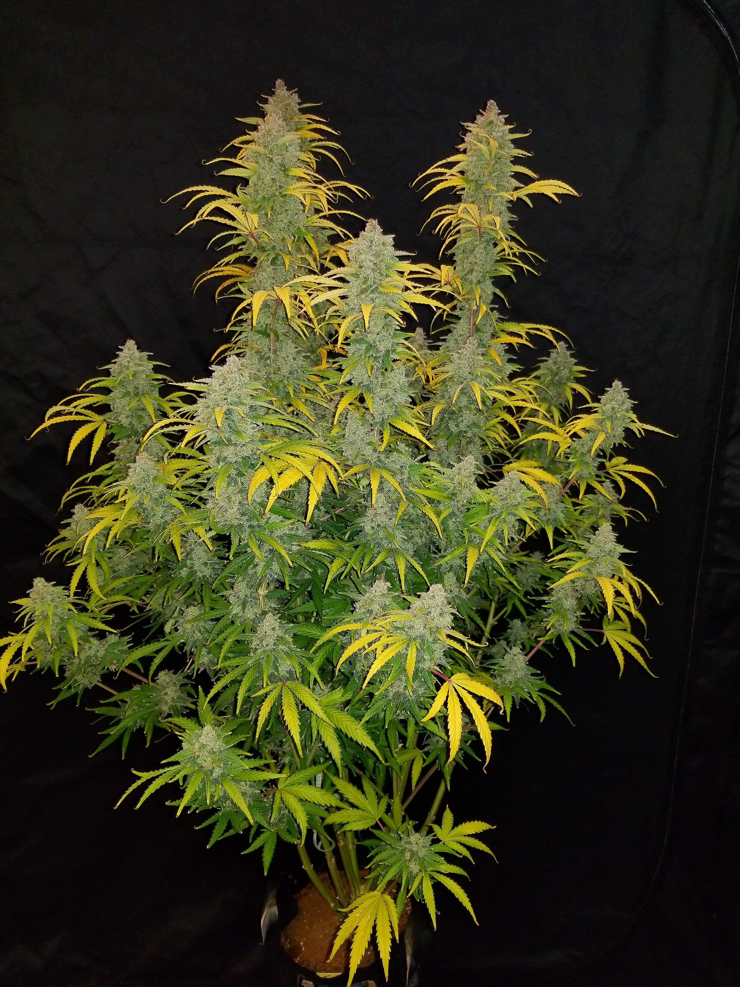 Fast Buds Blue Dream´matic Auto Feminisierte Autoflower