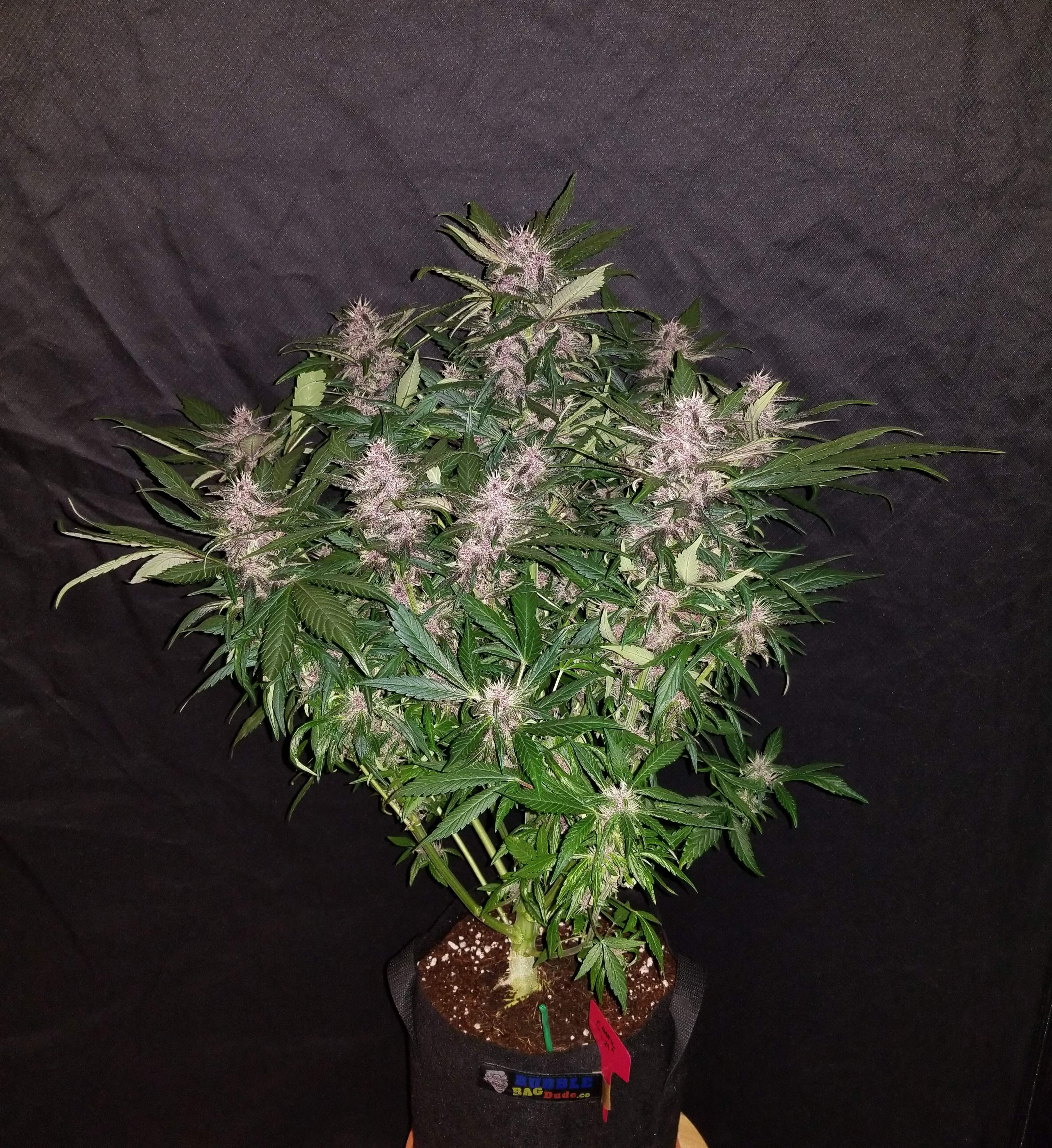 Fast Buds C4 Matic Auto Feminisiert Autoflower