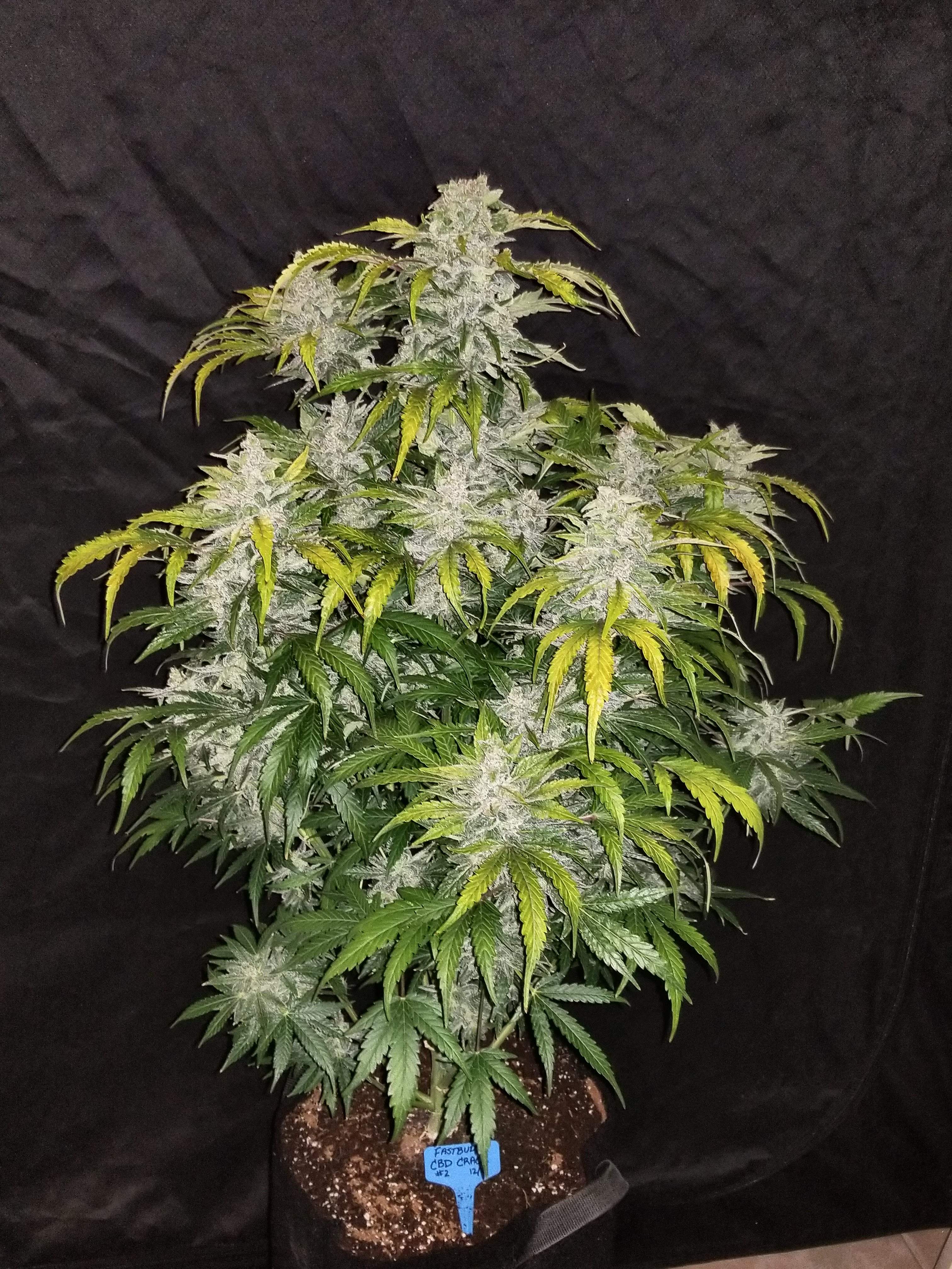 Fast Buds CBD Crack Auto Feminisiert Autoflower