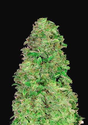 Fast Buds CBD 20:1 Auto Feminisiert Autoflower