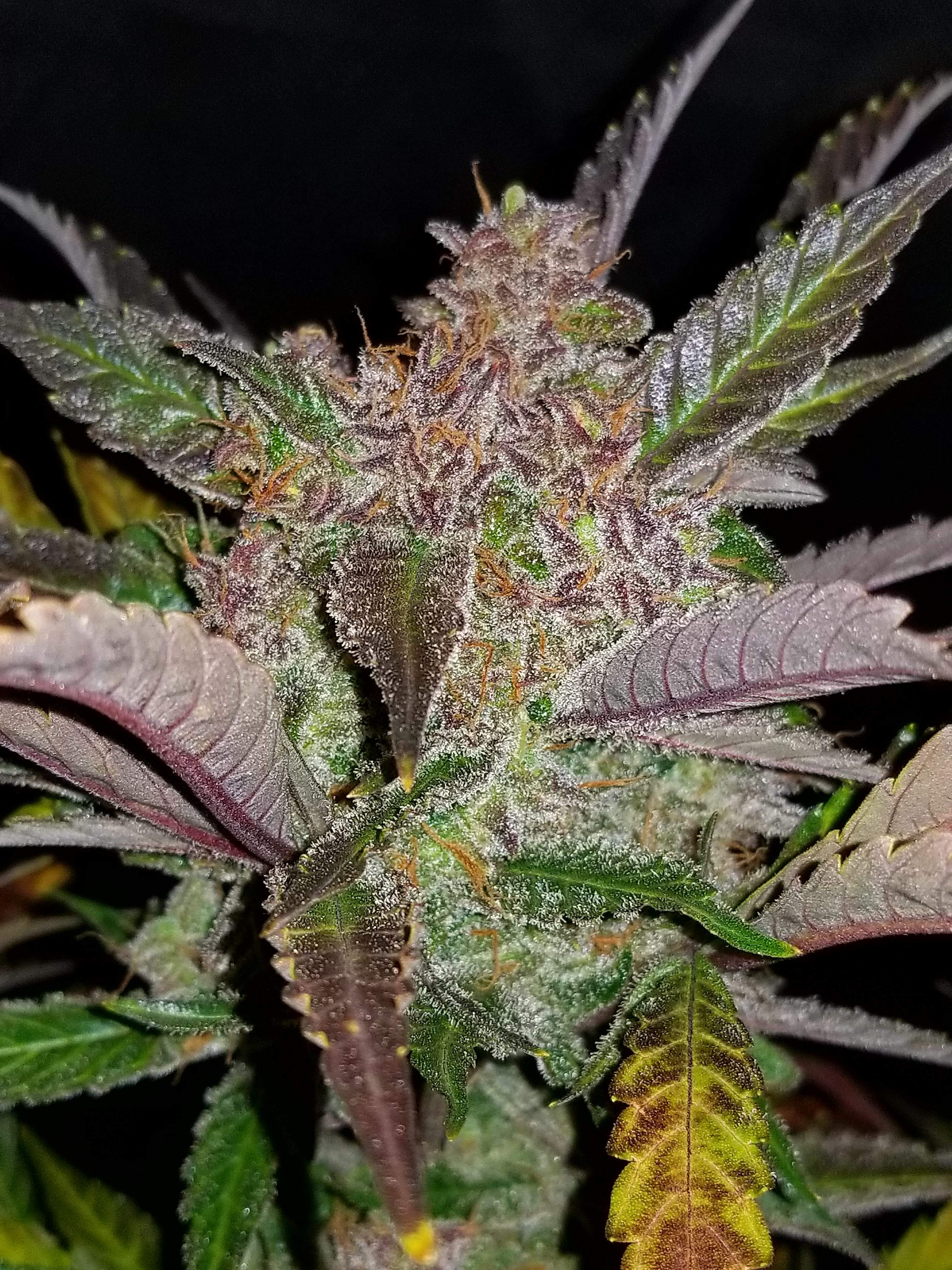 Fast Buds Cream Cookies Auto Feminisiert Autoflower
