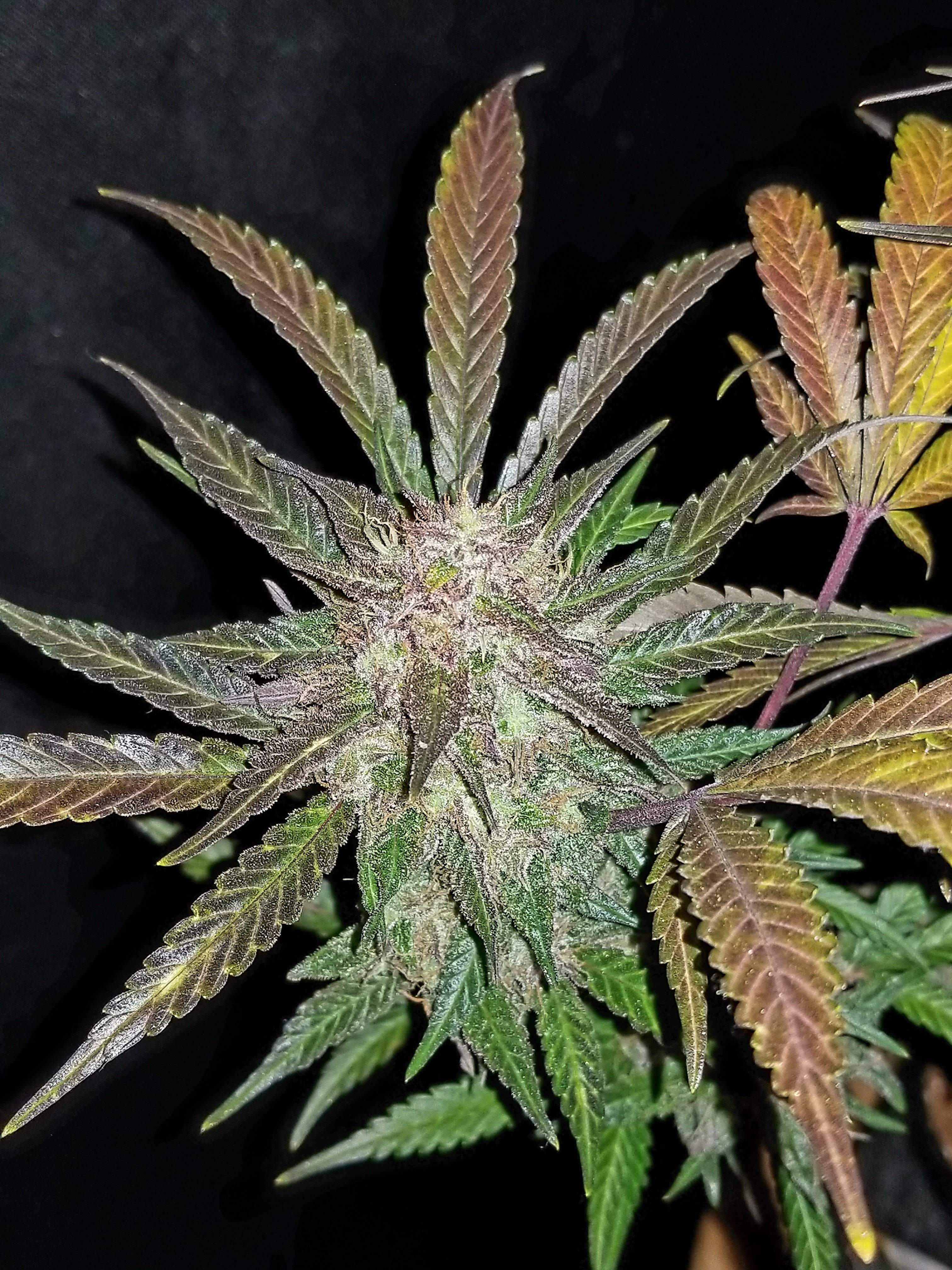 Fast Buds Cream Cookies Auto Feminisiert Autoflower