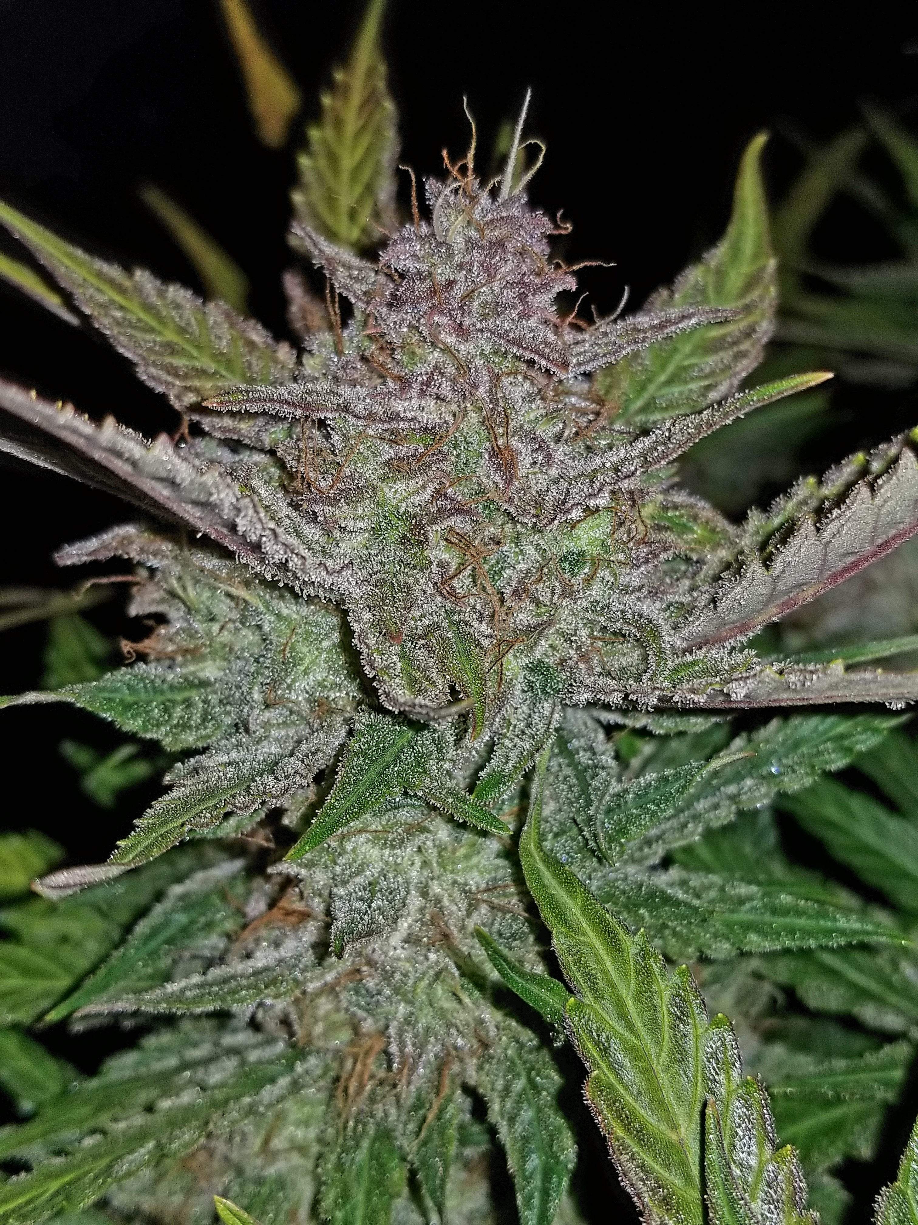 Fast Buds Cream Cookies Auto Feminisiert Autoflower