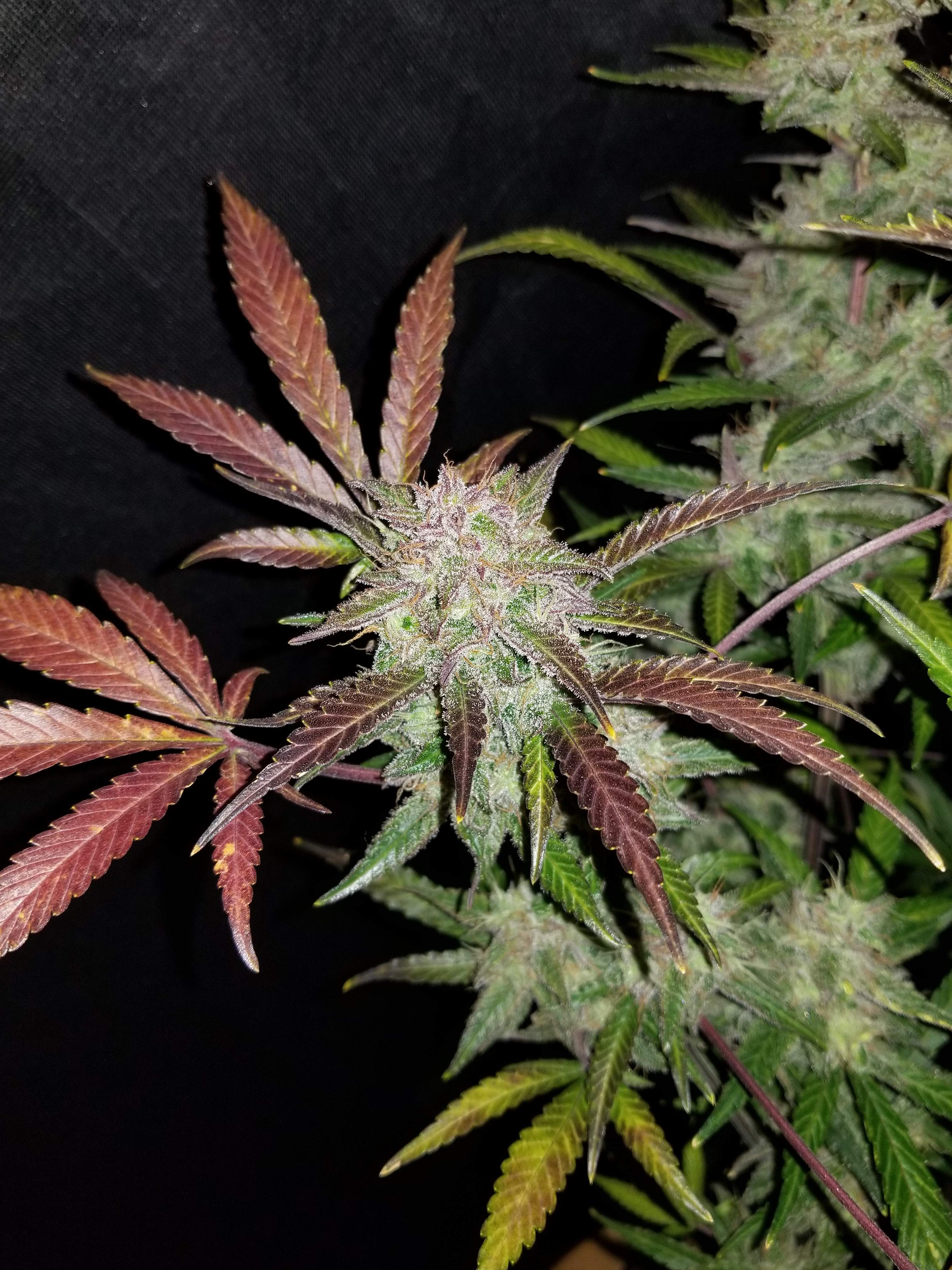 Fast Buds Cream Cookies Auto Feminisiert Autoflower