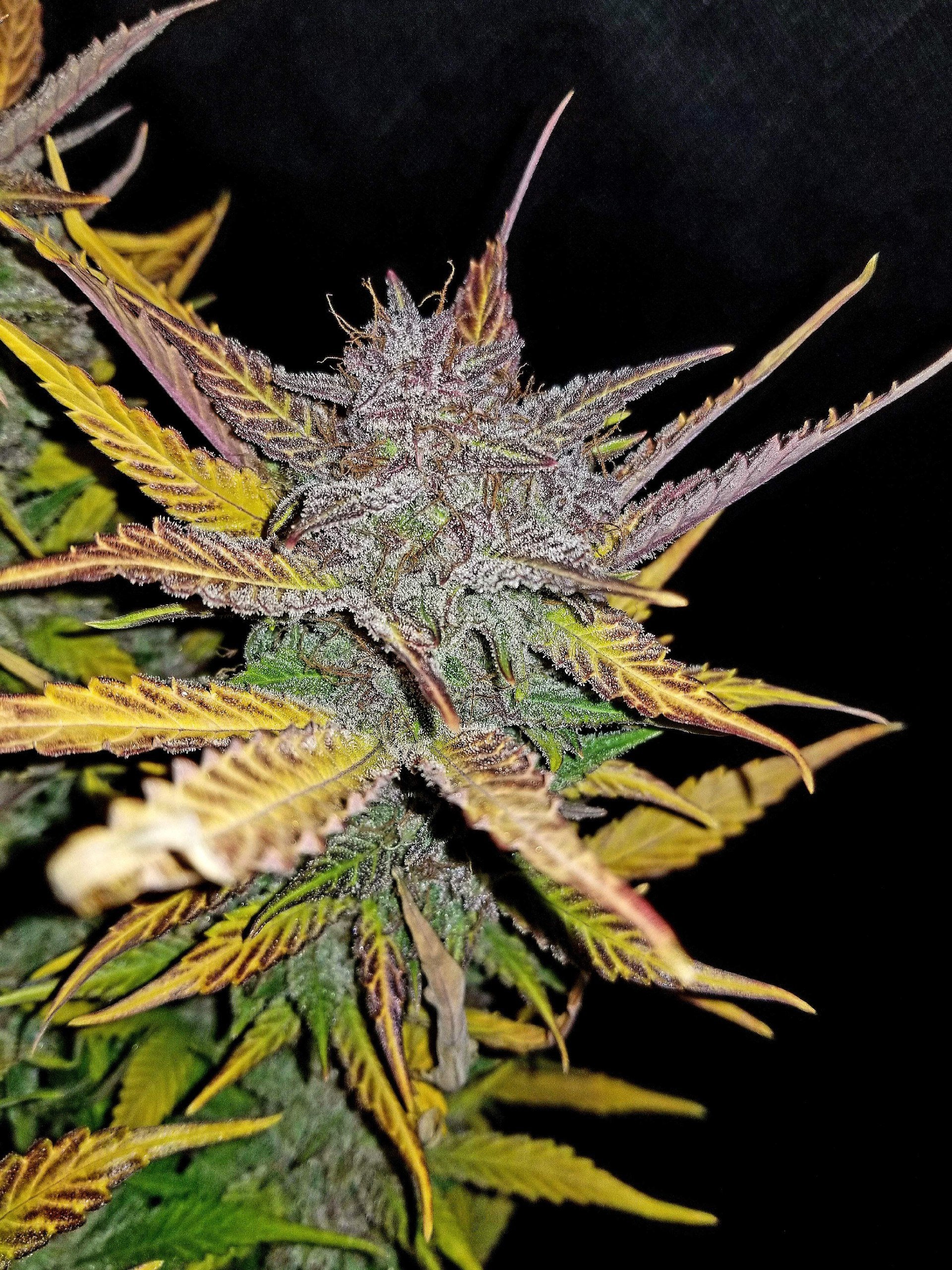 Fast Buds Cream Cookies Auto Feminisiert Autoflower