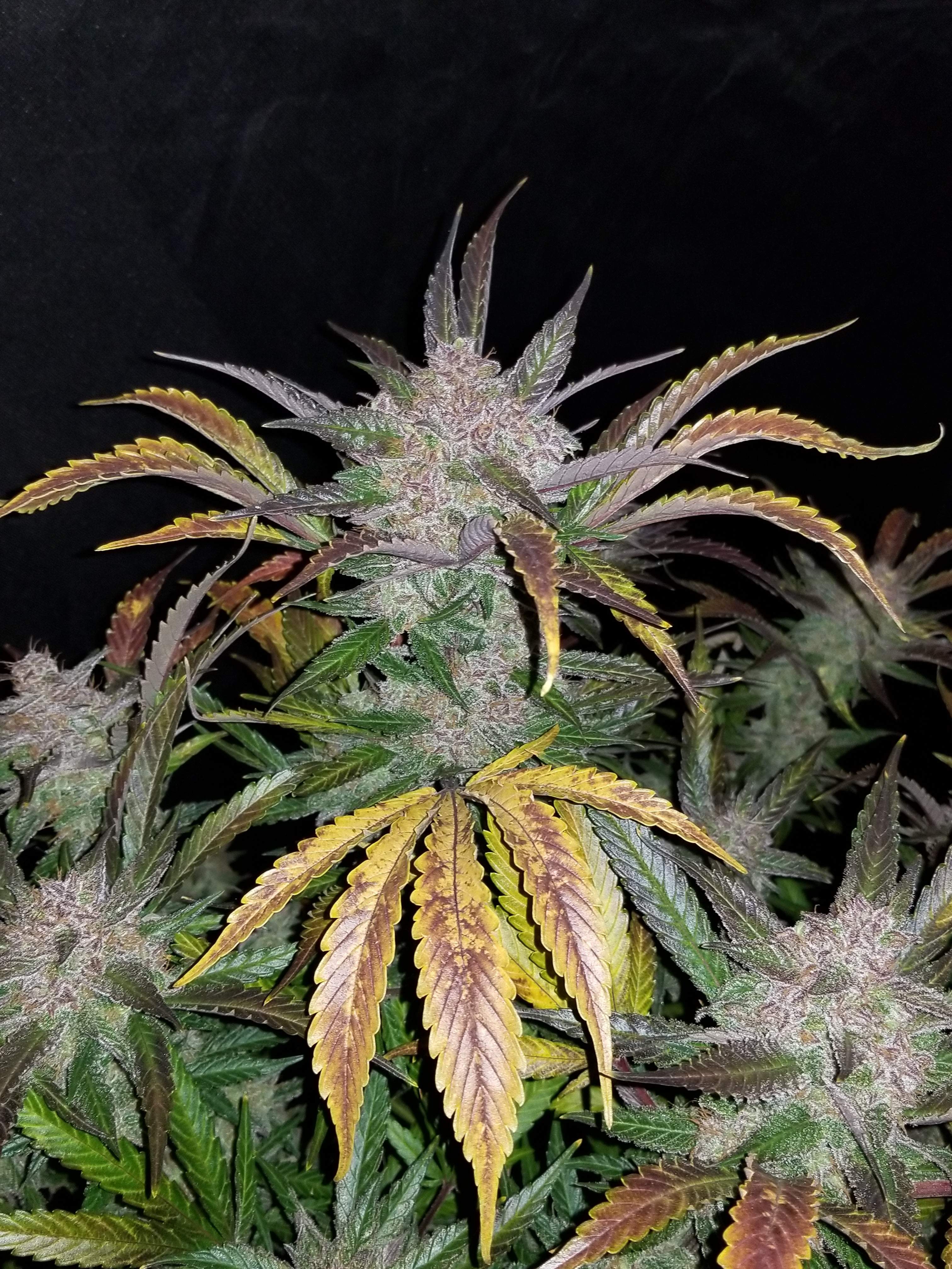 Fast Buds Cream Cookies Auto Feminisiert Autoflower