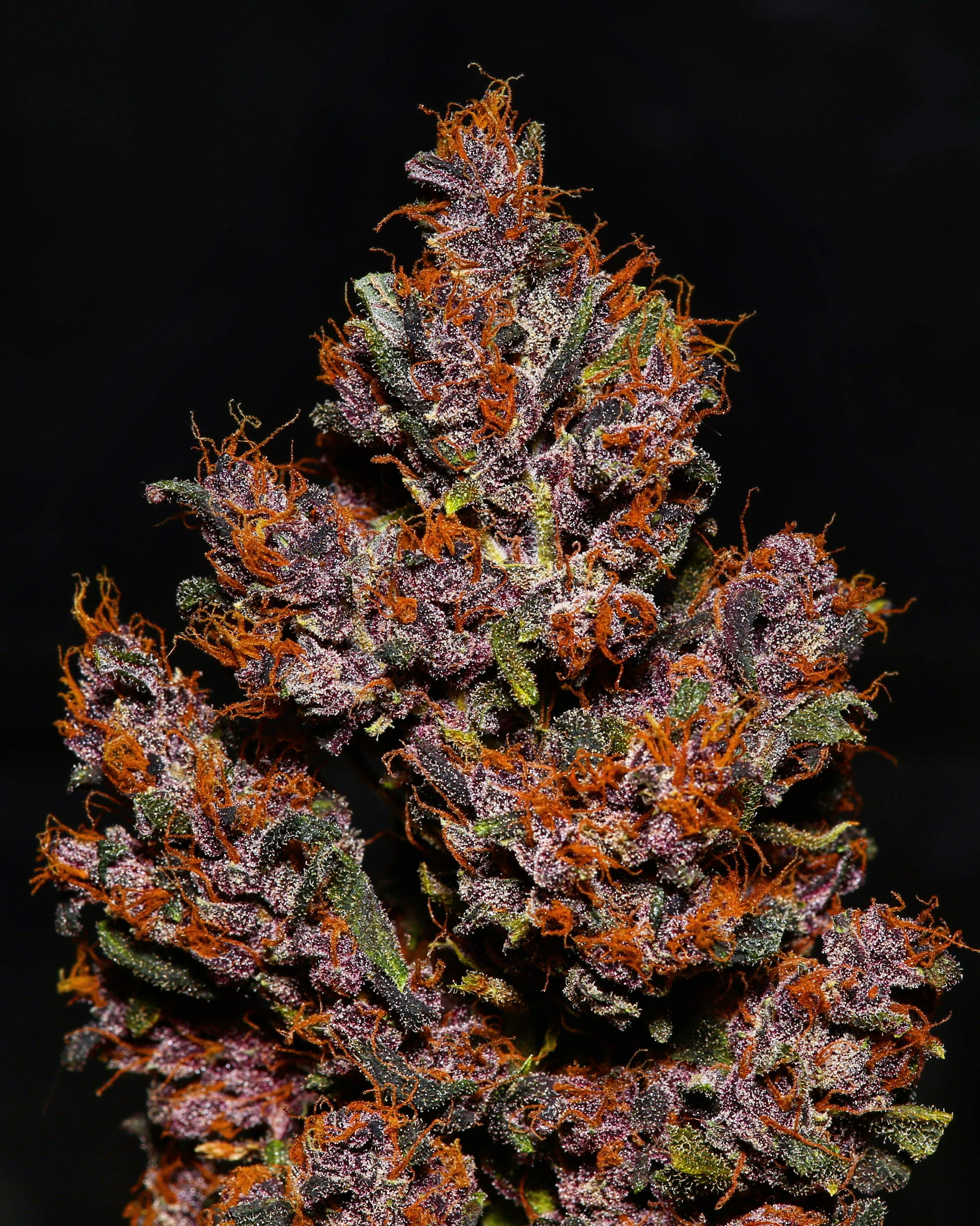 Fast Buds Crystal METH Auto Feminisiert Autoflower