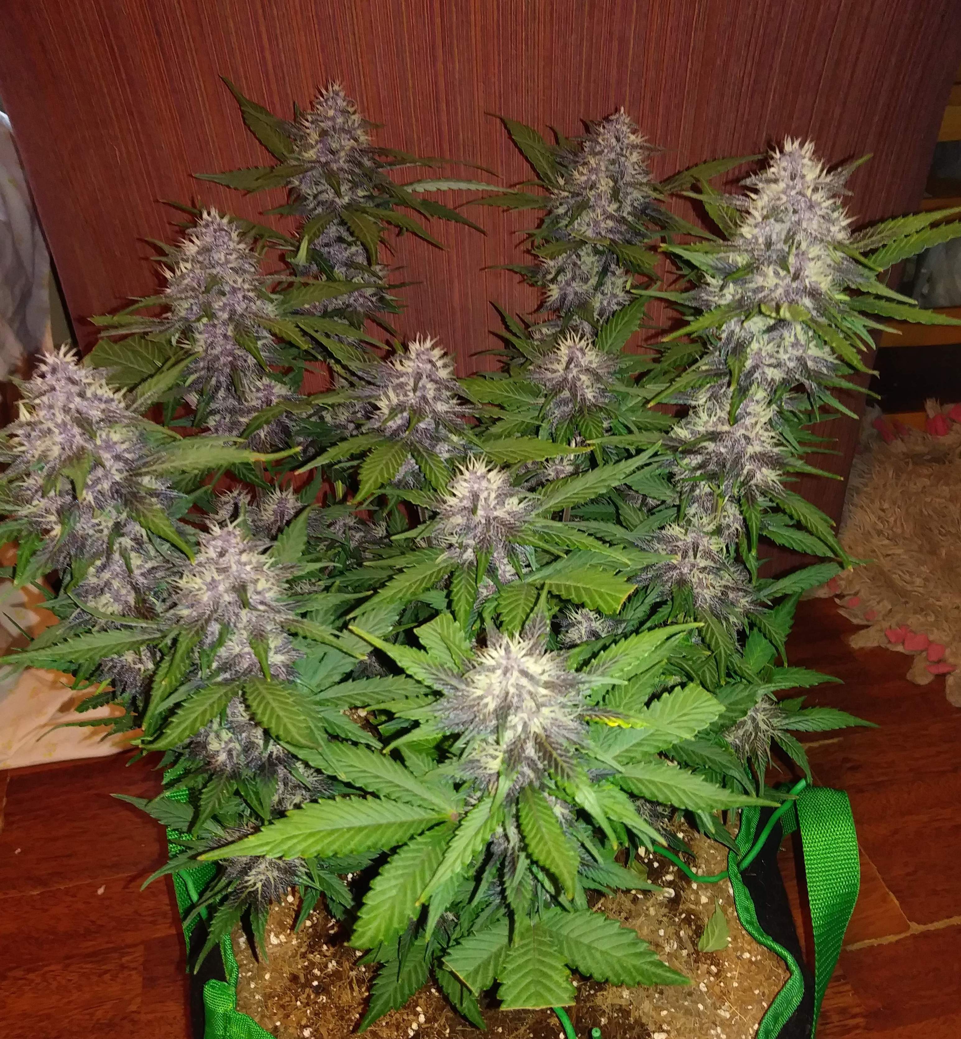 Fast Buds Crystal METH Auto Feminisiert Autoflower