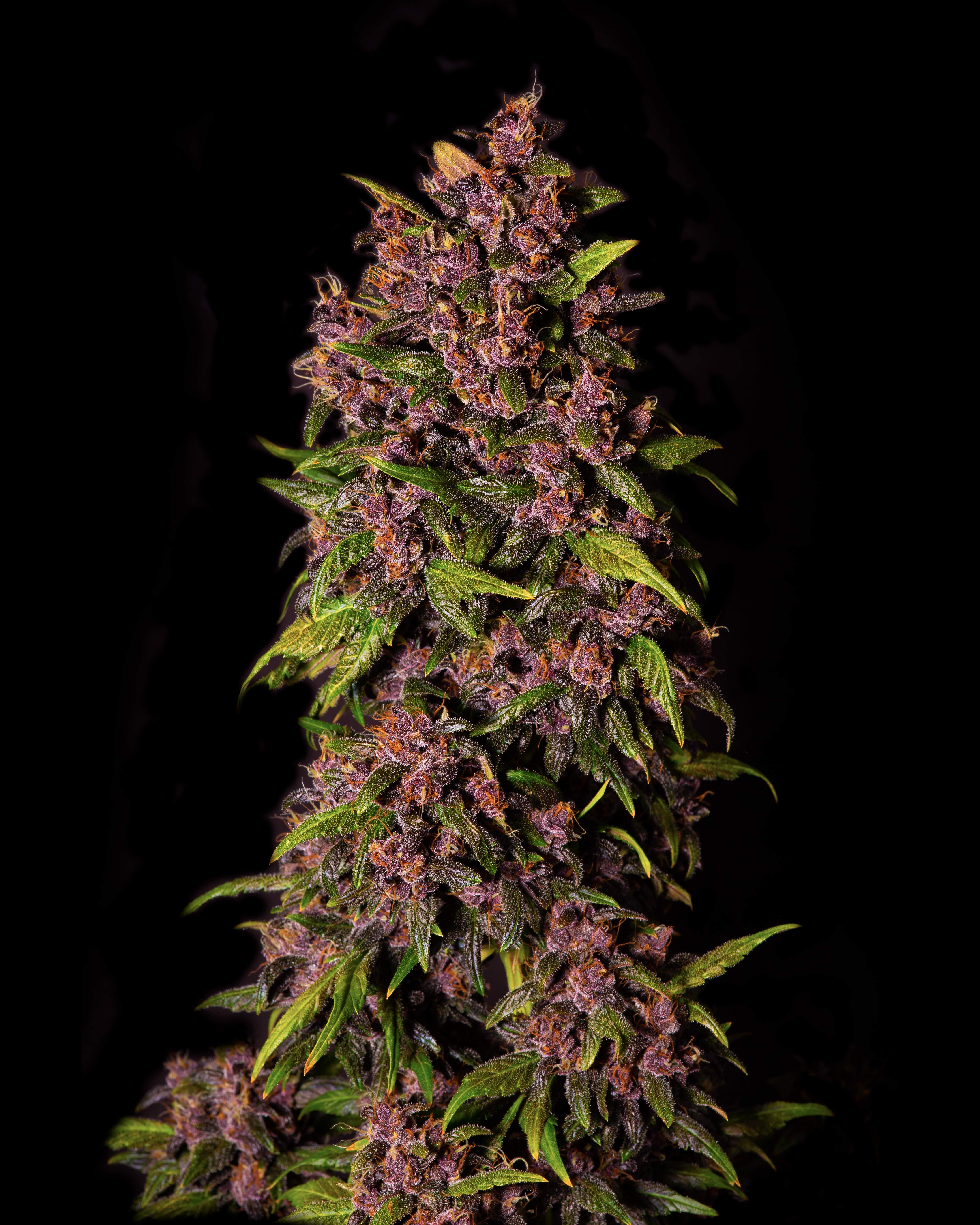 Fast Buds Crystal METH Auto Feminisiert Autoflower