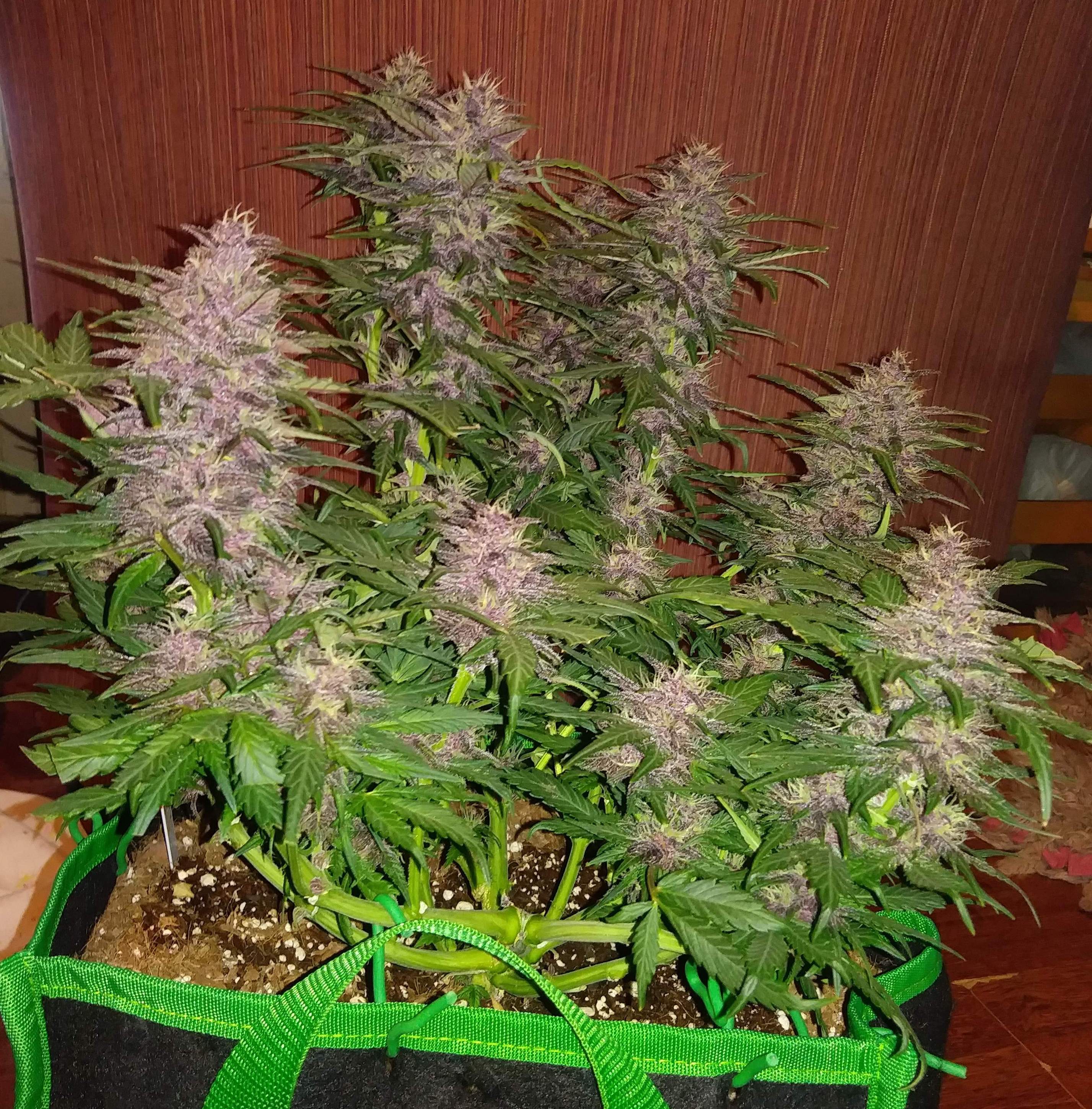 Fast Buds Crystal METH Auto Feminisiert Autoflower