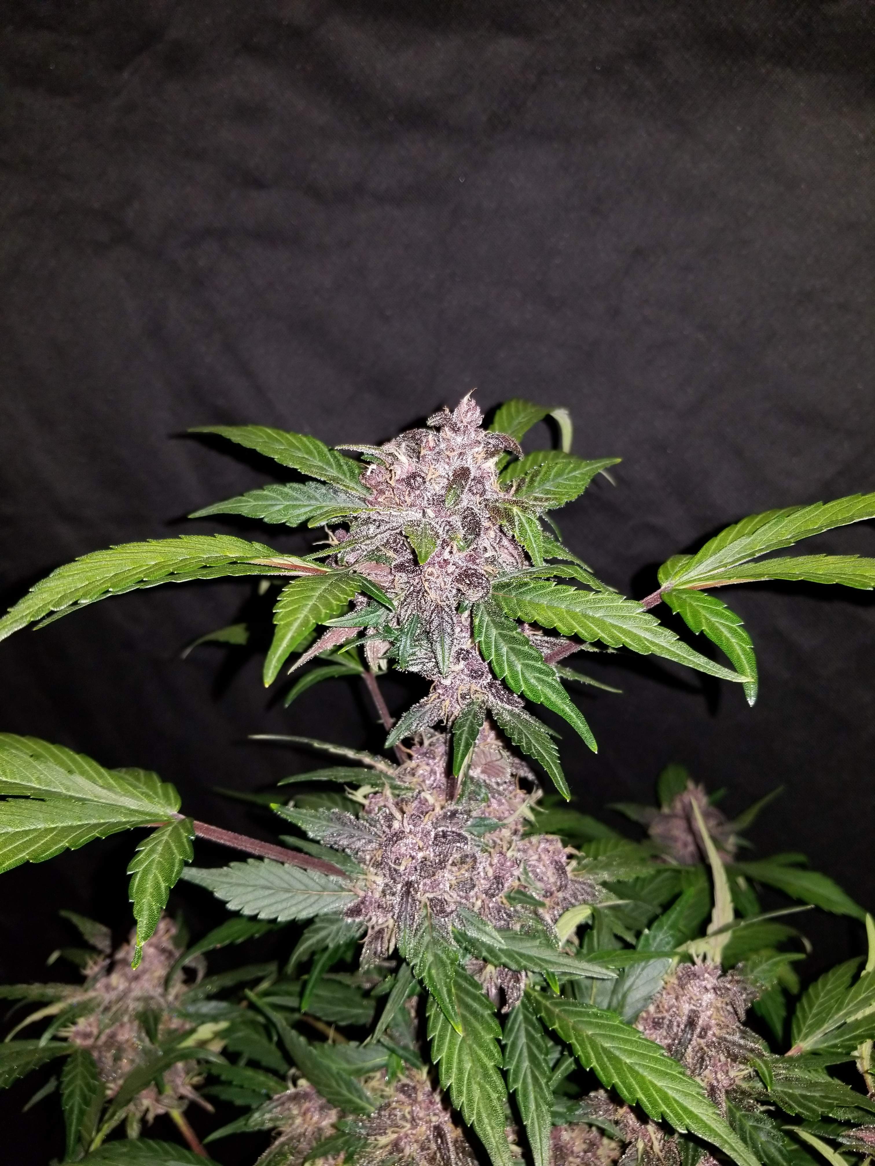 Fast Buds Crystal METH Auto Feminisiert Autoflower