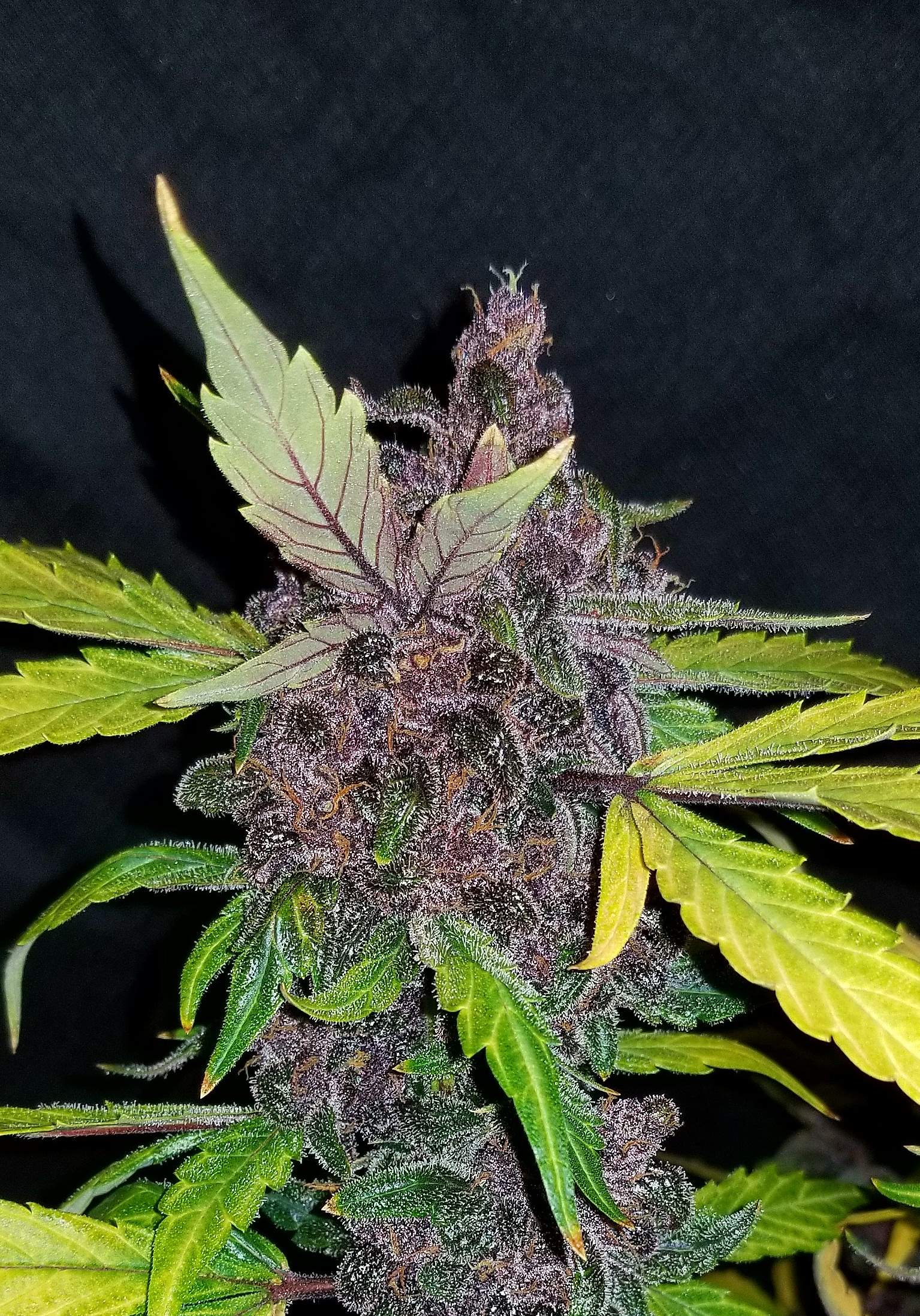 Fast Buds Crystal METH Auto Feminisiert Autoflower