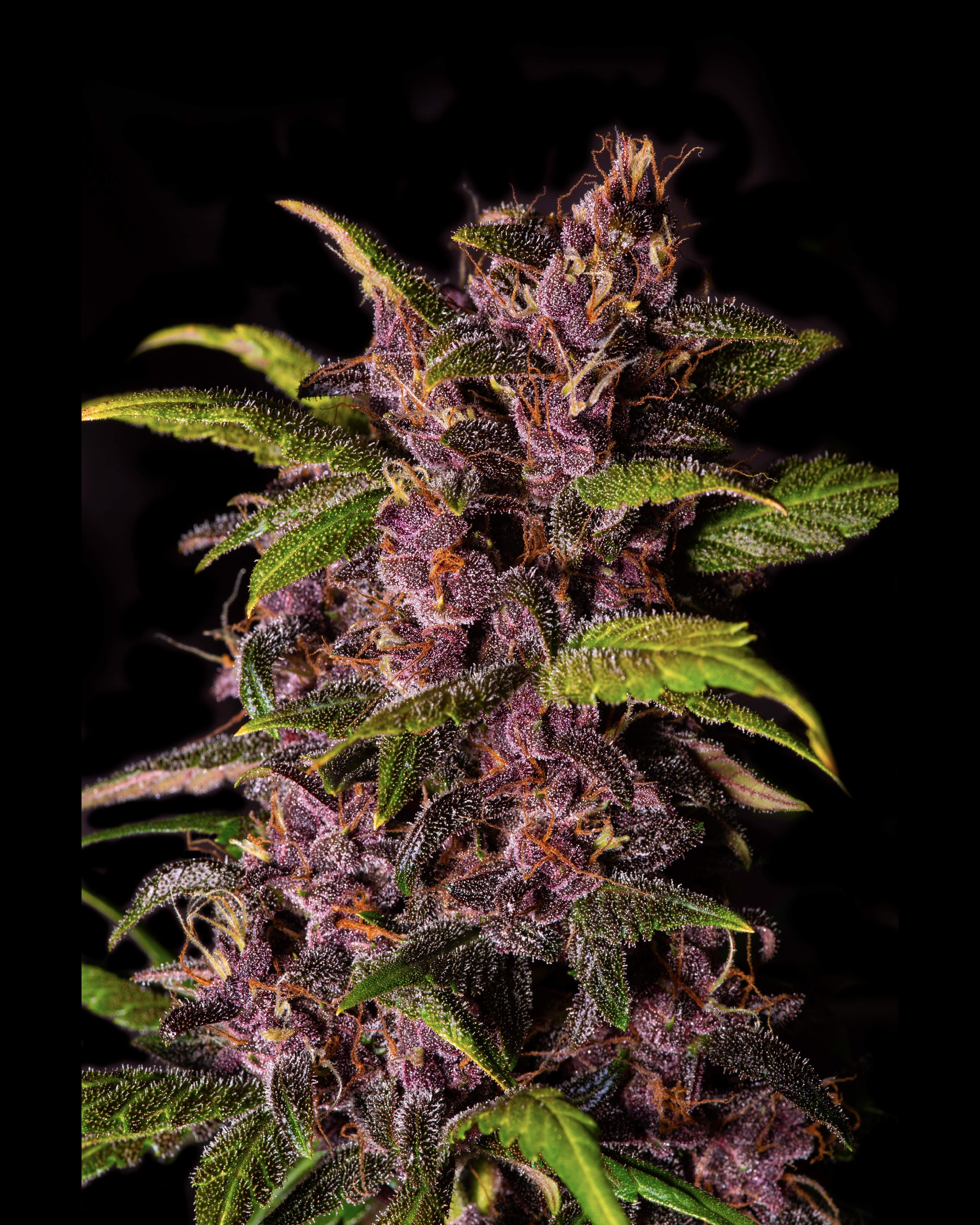 Fast Buds Crystal METH Auto Feminisiert Autoflower