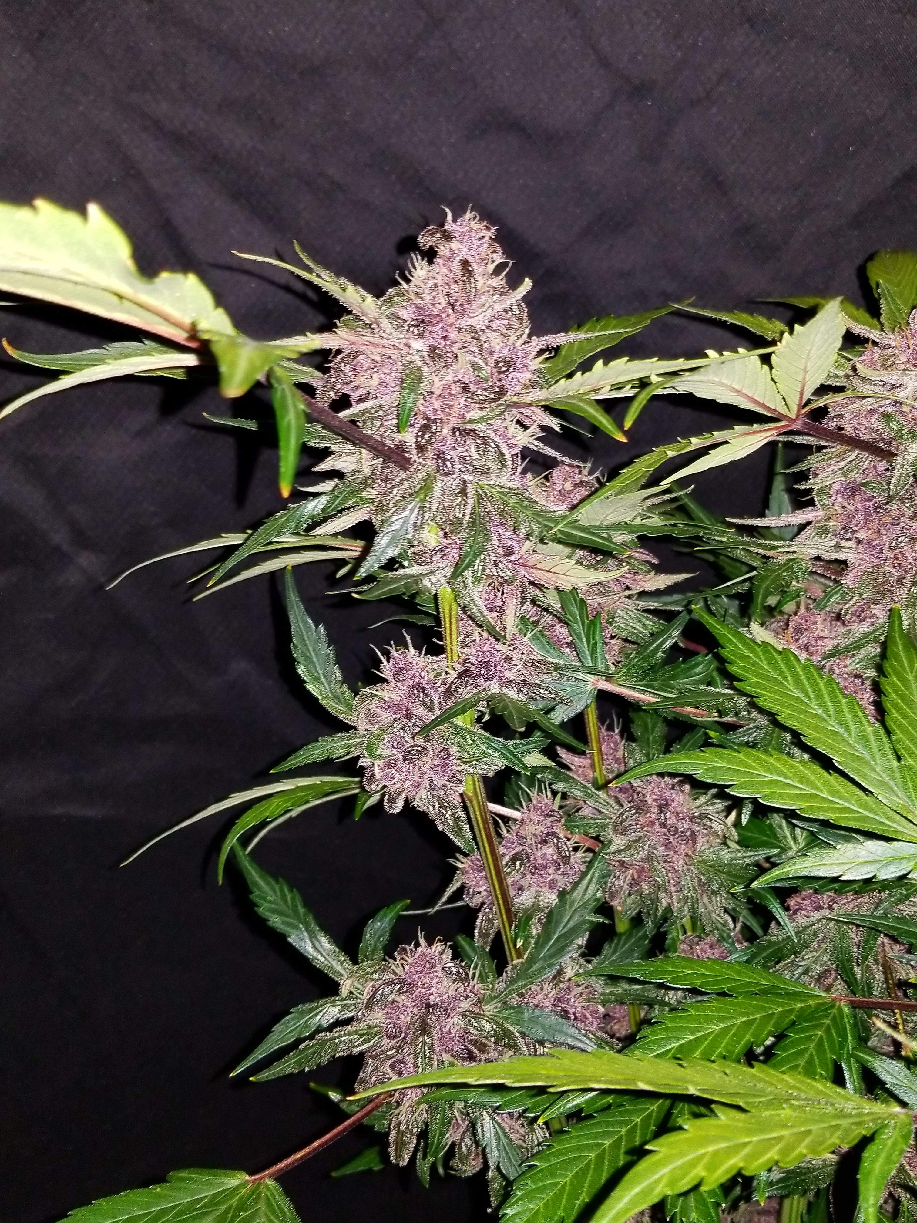 Fast Buds Crystal METH Auto Feminisiert Autoflower