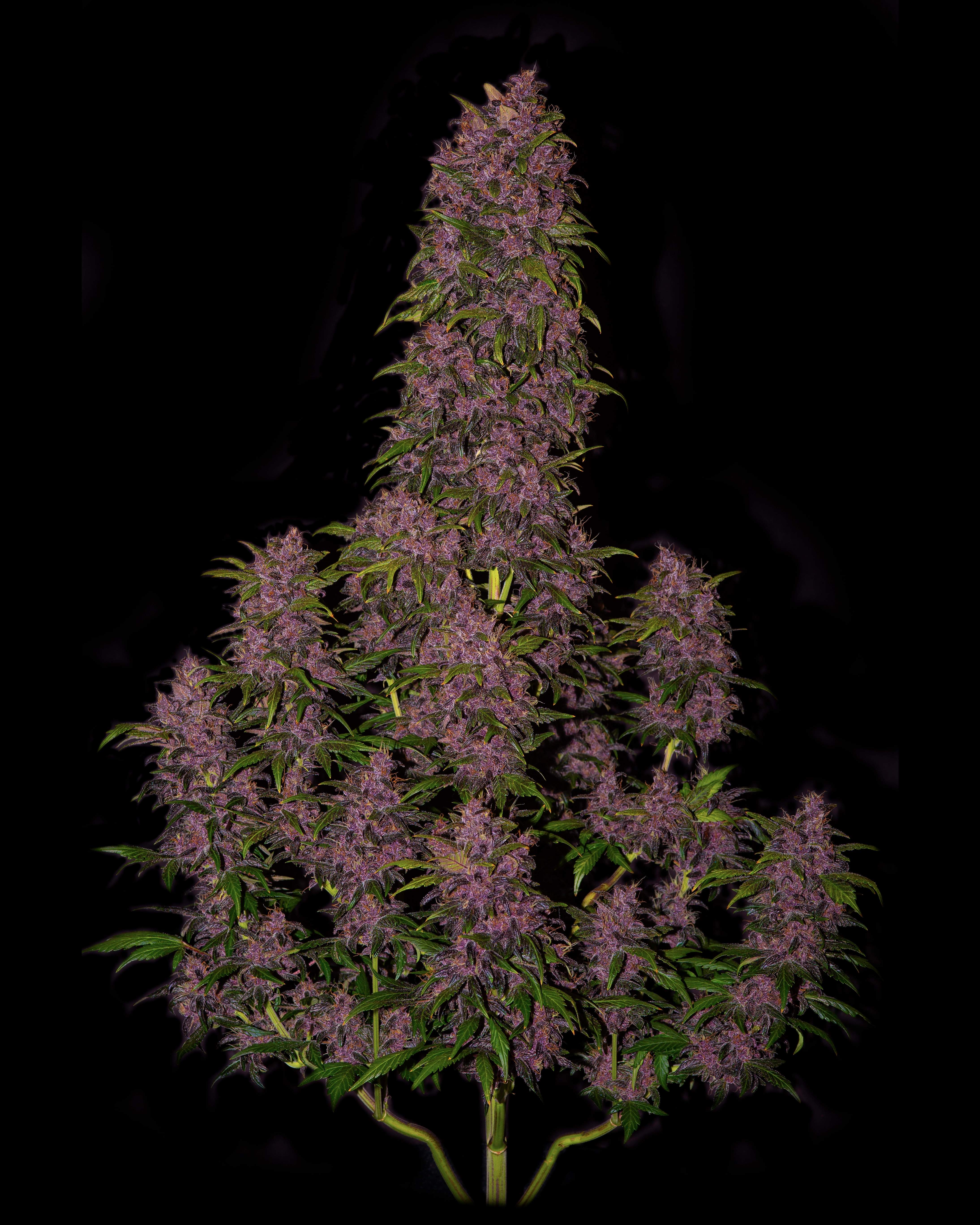 Fast Buds Crystal METH Auto Feminisiert Autoflower