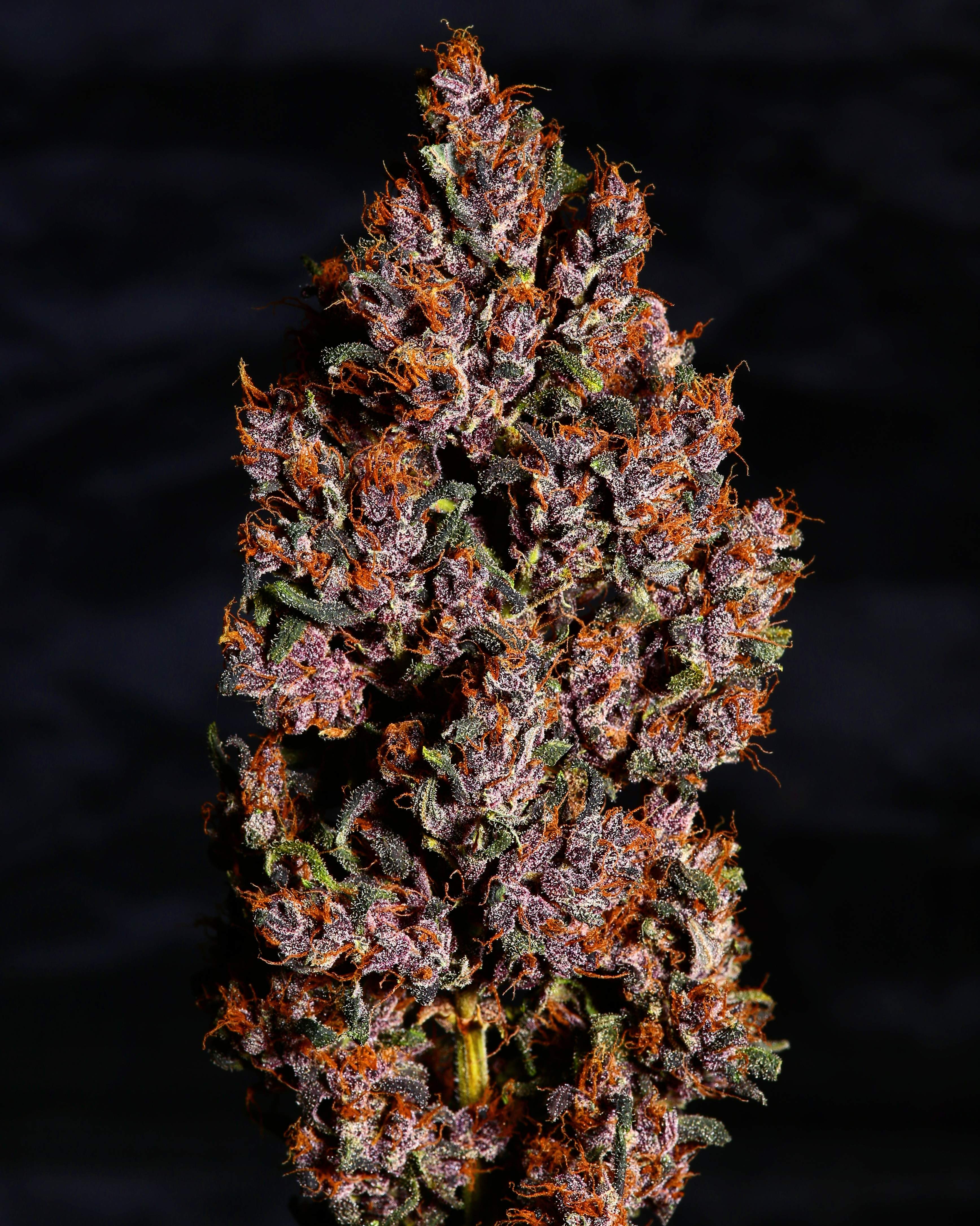 Fast Buds Crystal METH Auto Feminisiert Autoflower