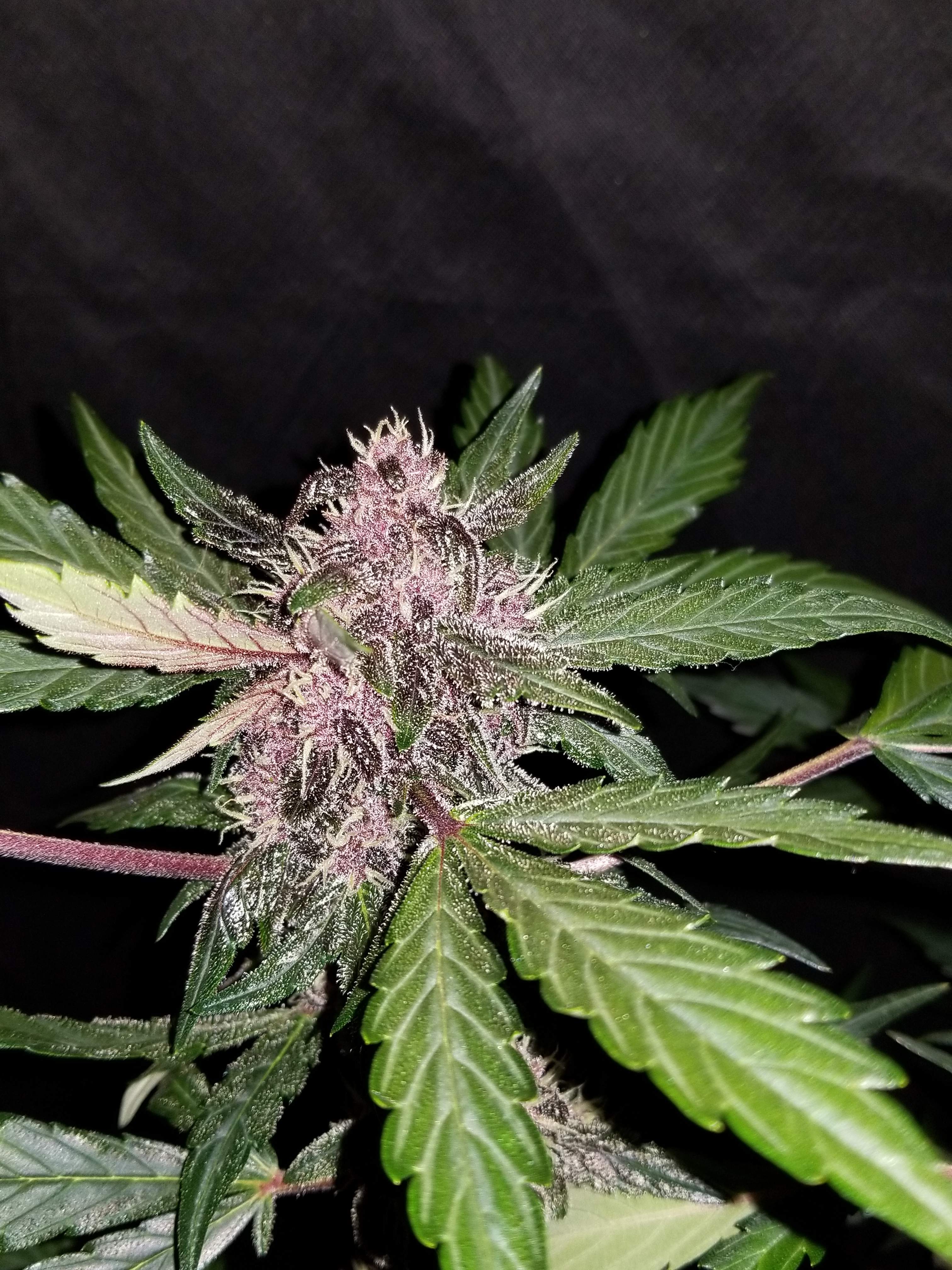 Fast Buds Crystal METH Auto Feminisiert Autoflower