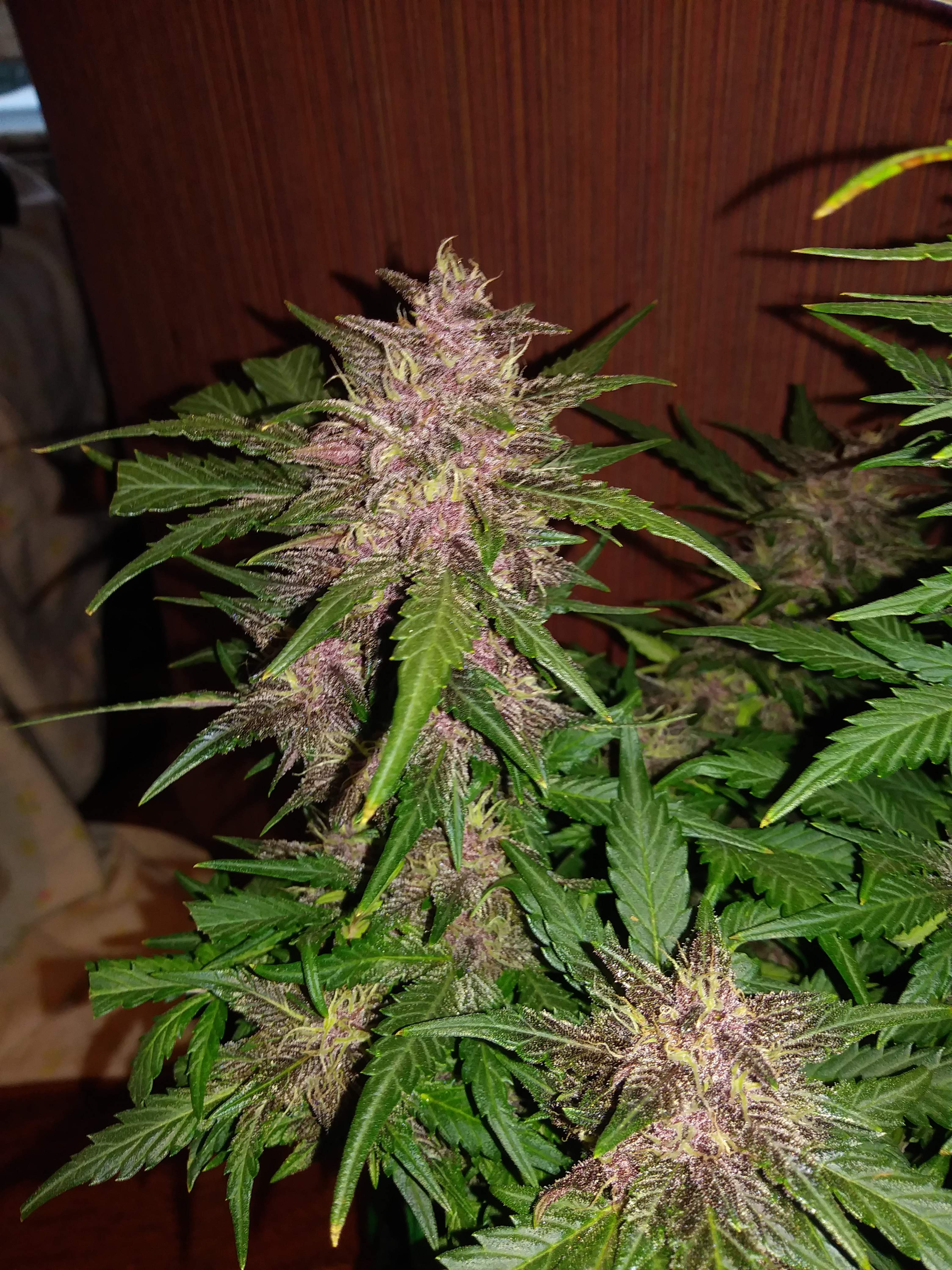 Fast Buds Crystal METH Auto Feminisiert Autoflower