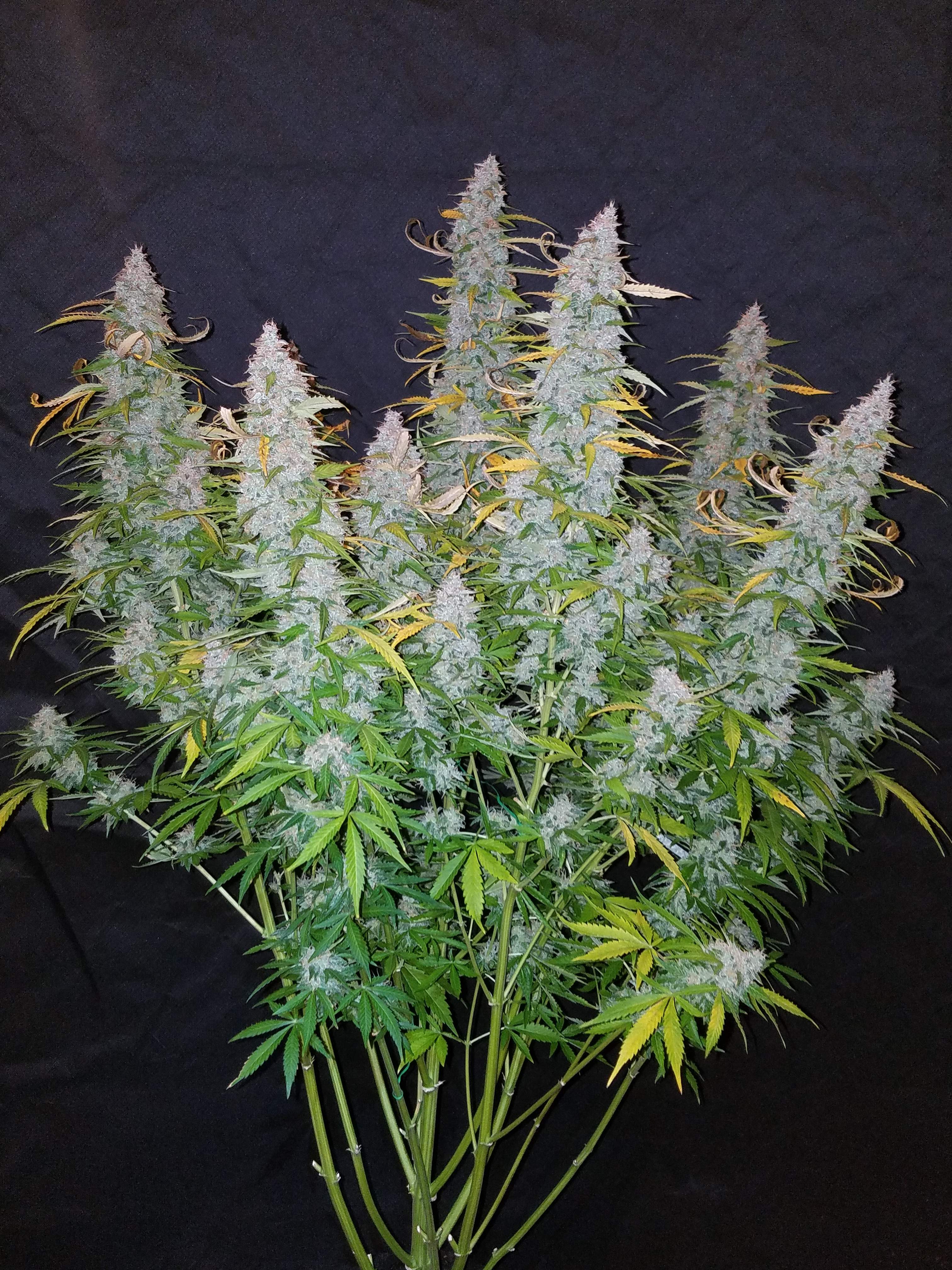 Fast Buds Californian Snow Auto Feminisierte Autoflower