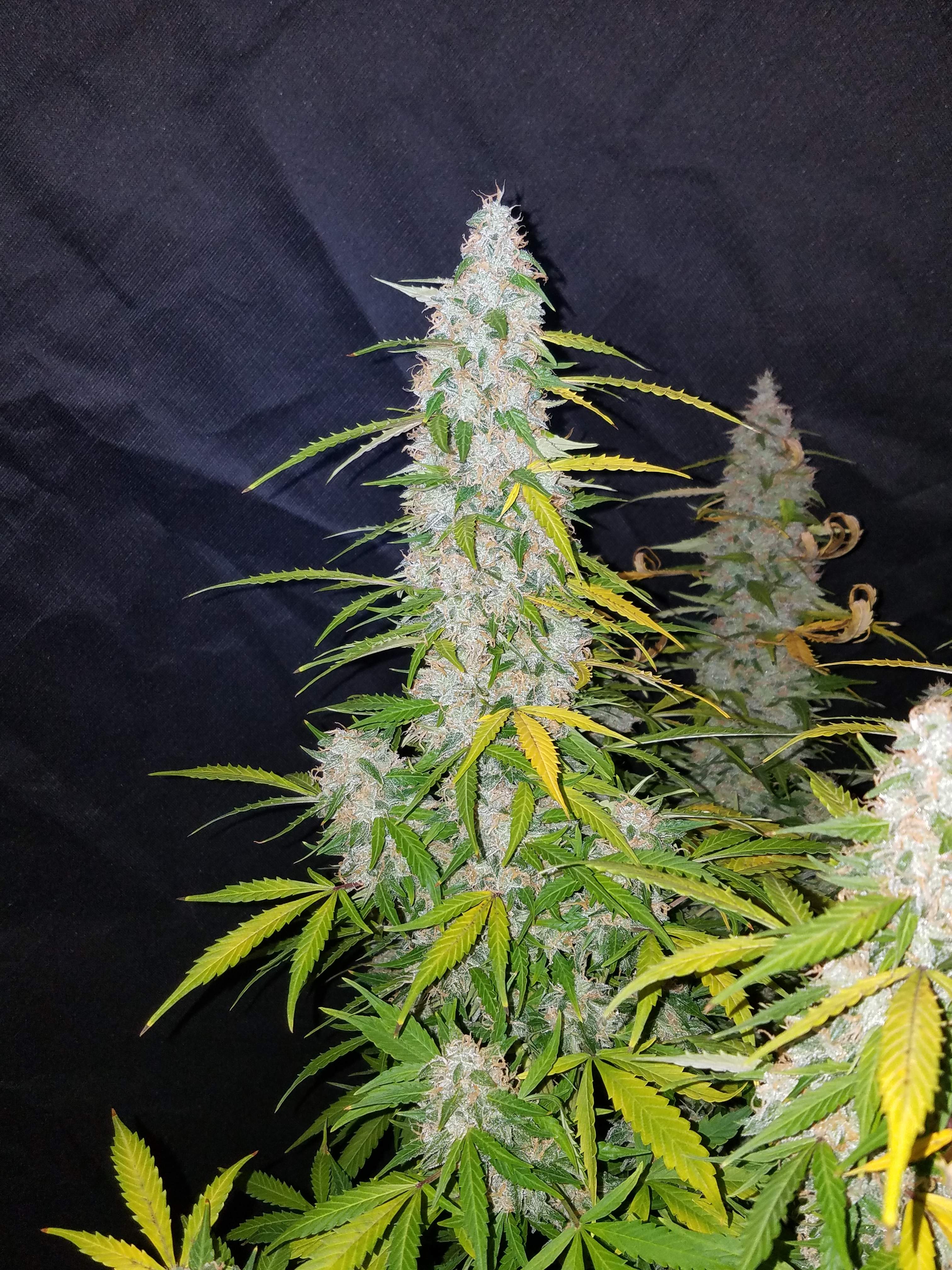 Fast Buds Californian Snow Auto Feminisierte Autoflower