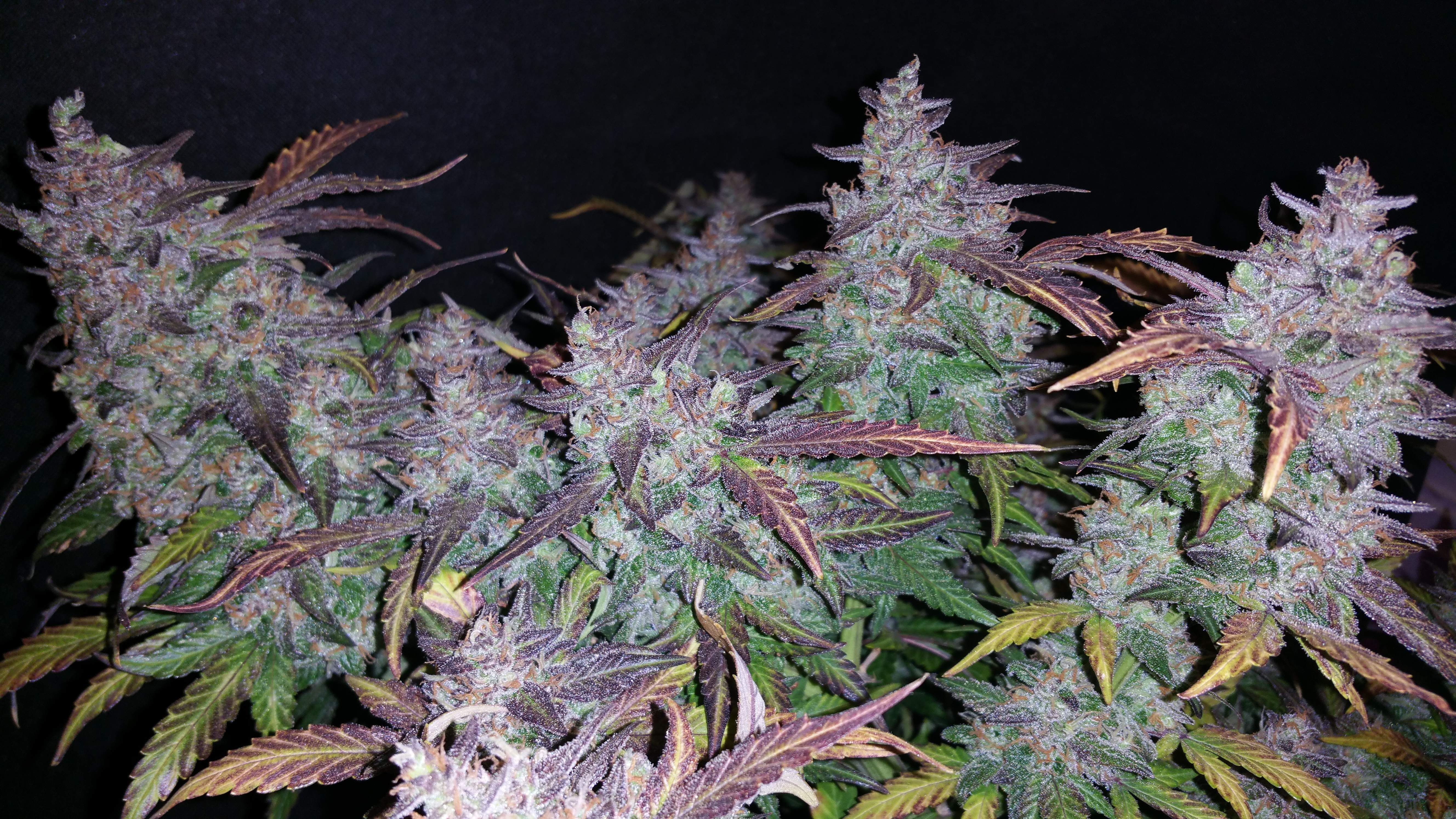 Fast Buds Fastberry Auto Feminisiert Autoflower