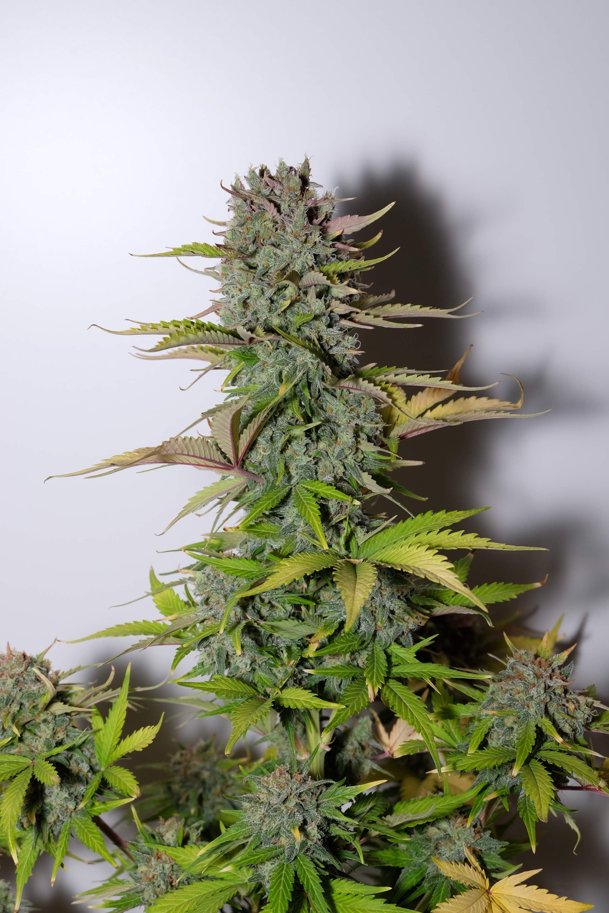 Fast Buds G14 Auto Feminisiert Autoflower