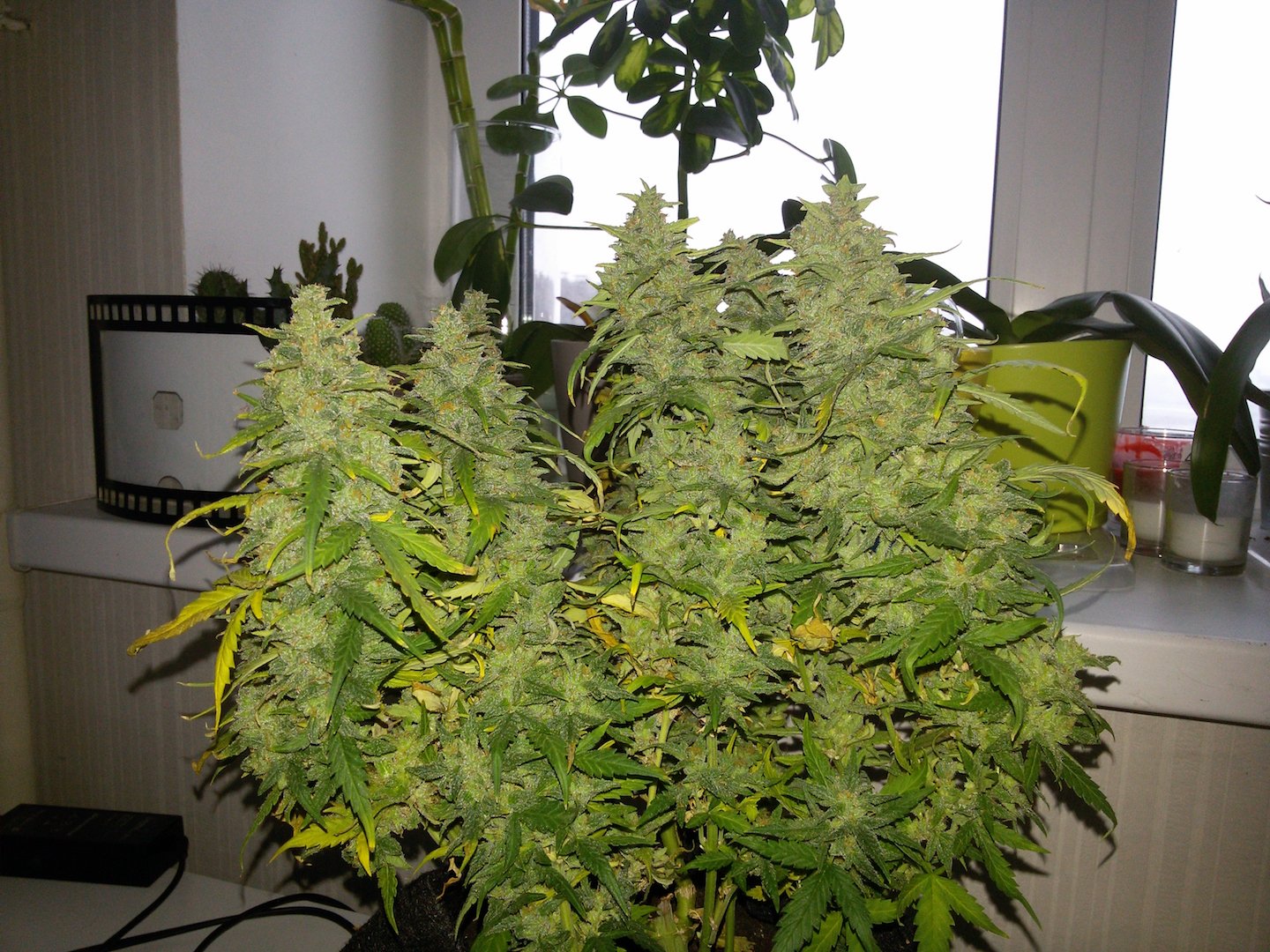 Fast Buds G14 Auto Feminisiert Autoflower