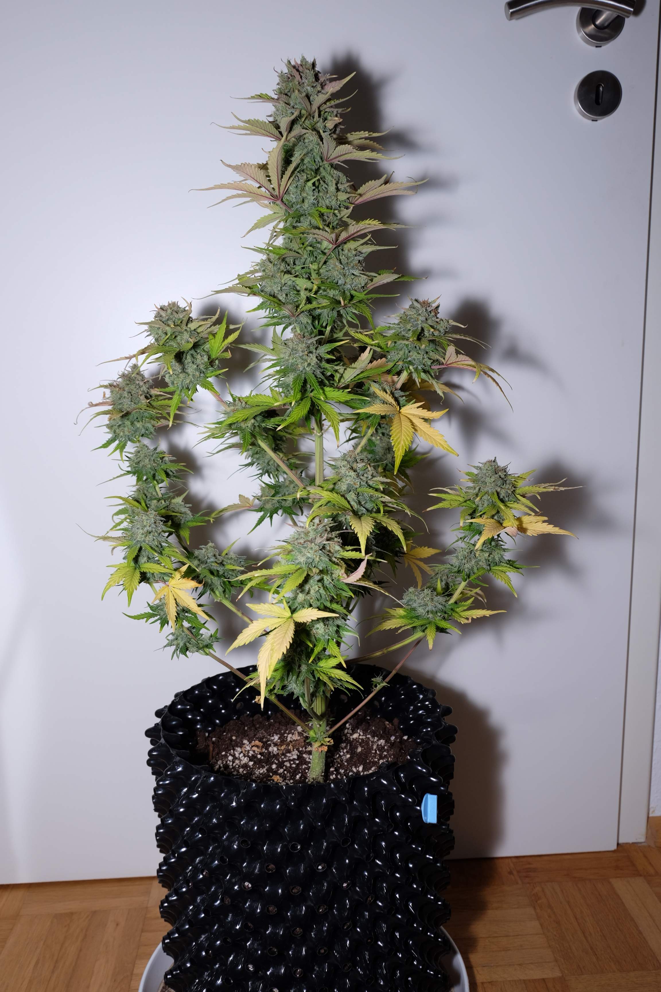 Fast Buds G14 Auto Feminisiert Autoflower