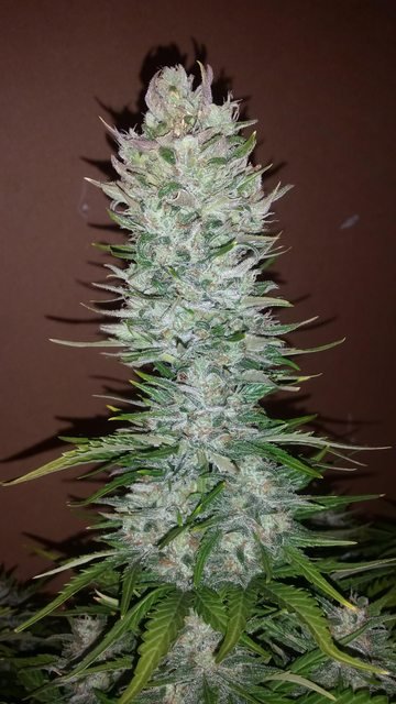 Fast Buds G14 Auto Feminisiert Autoflower