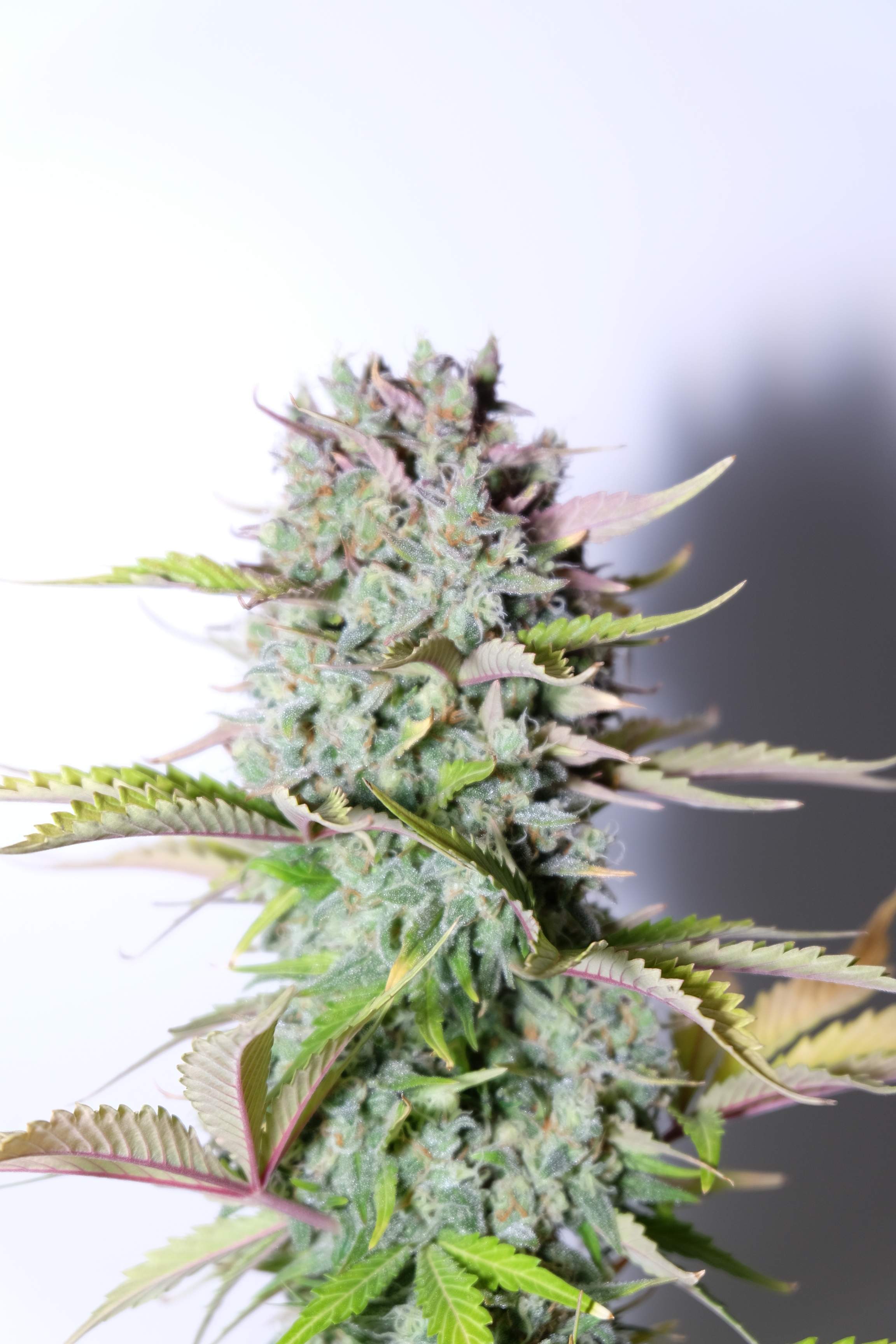Fast Buds G14 Auto Feminisiert Autoflower