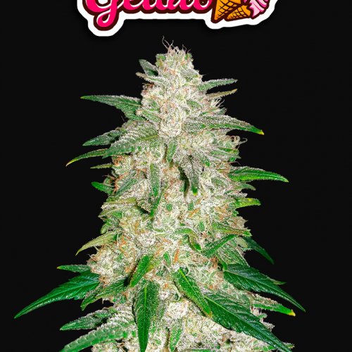 Fast Buds Gelato Auto Feminisiert Autoflower