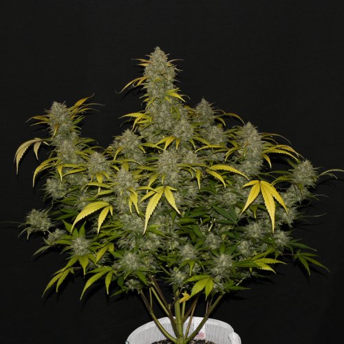 Fast Buds Gelato Auto Feminisiert Autoflower