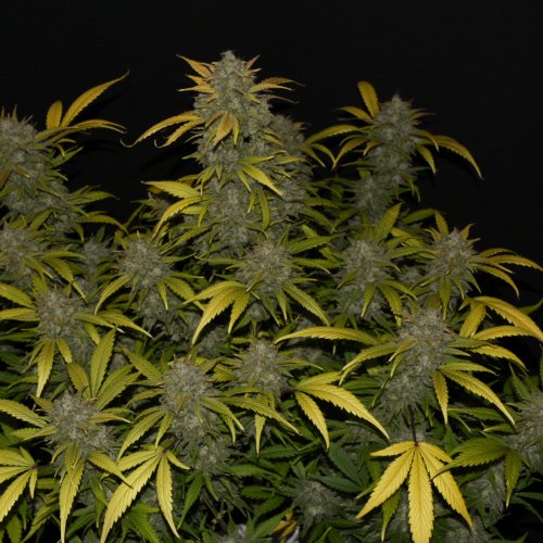 Fast Buds Gelato Auto Feminisiert Autoflower