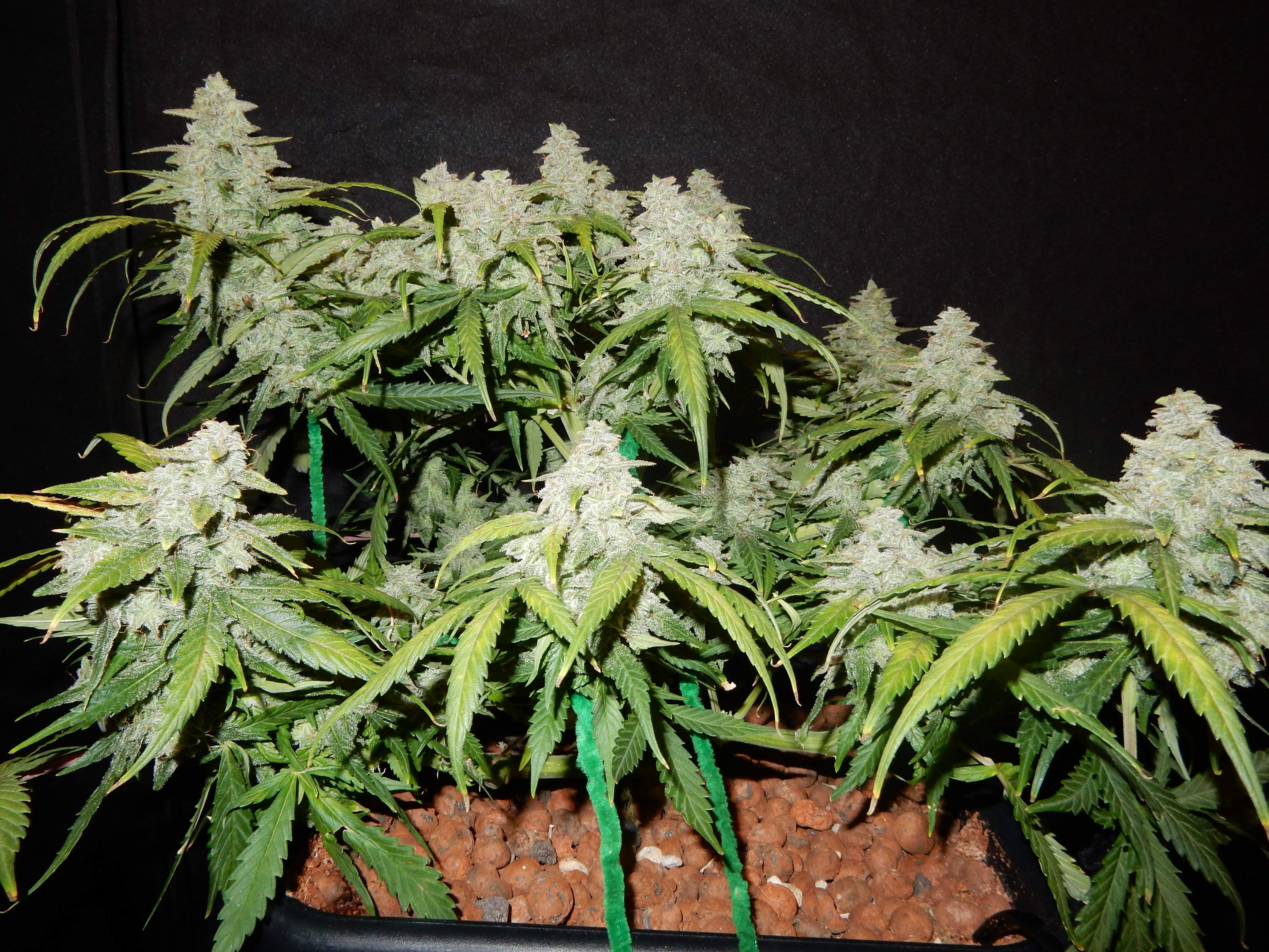 Fast Buds Green Crack Auto Feminisiert Autoflower