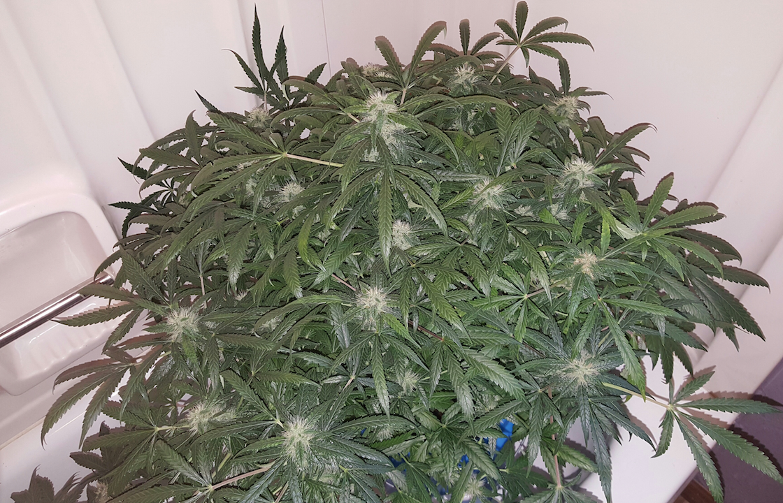 Fast Buds Green Crack Auto Feminisiert Autoflower