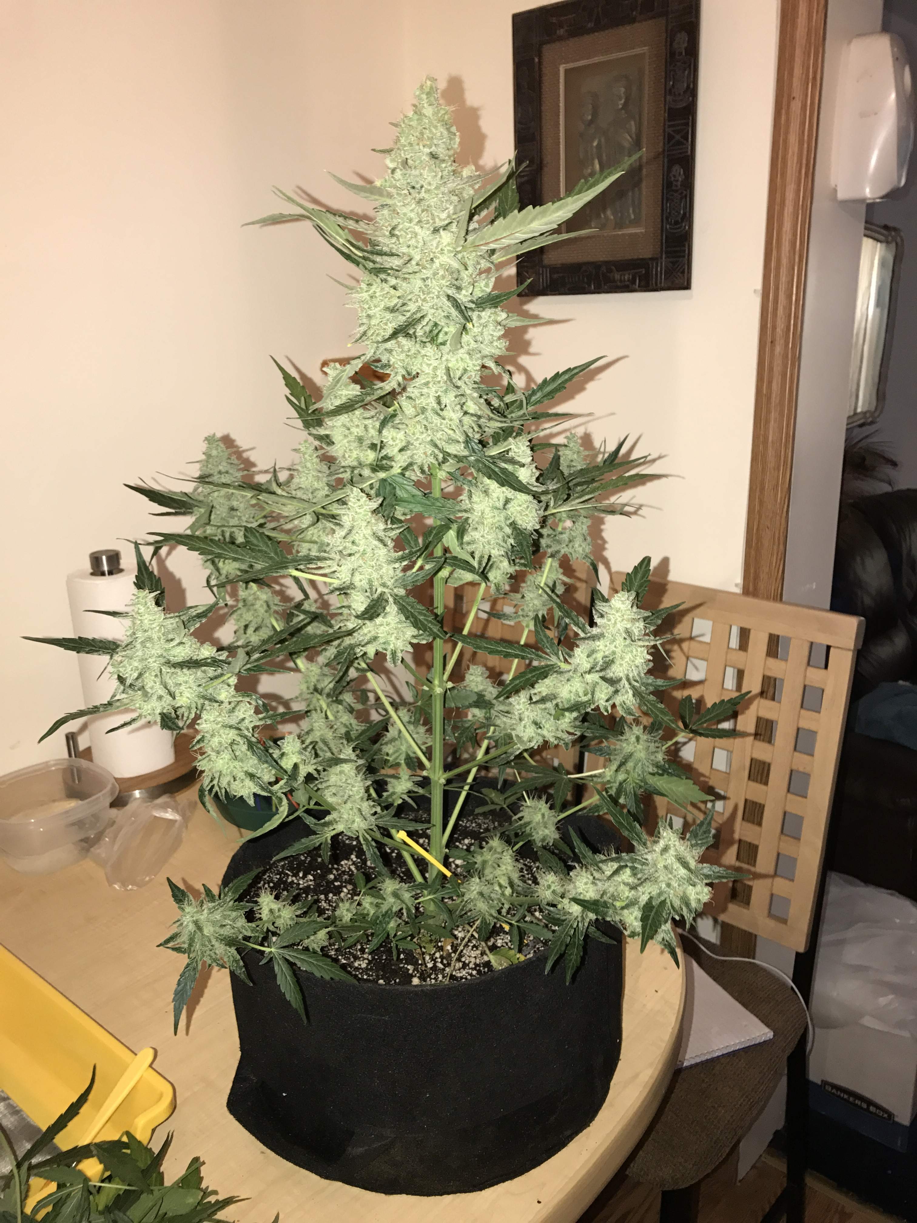 Fast Buds Green Crack Auto Feminisiert Autoflower