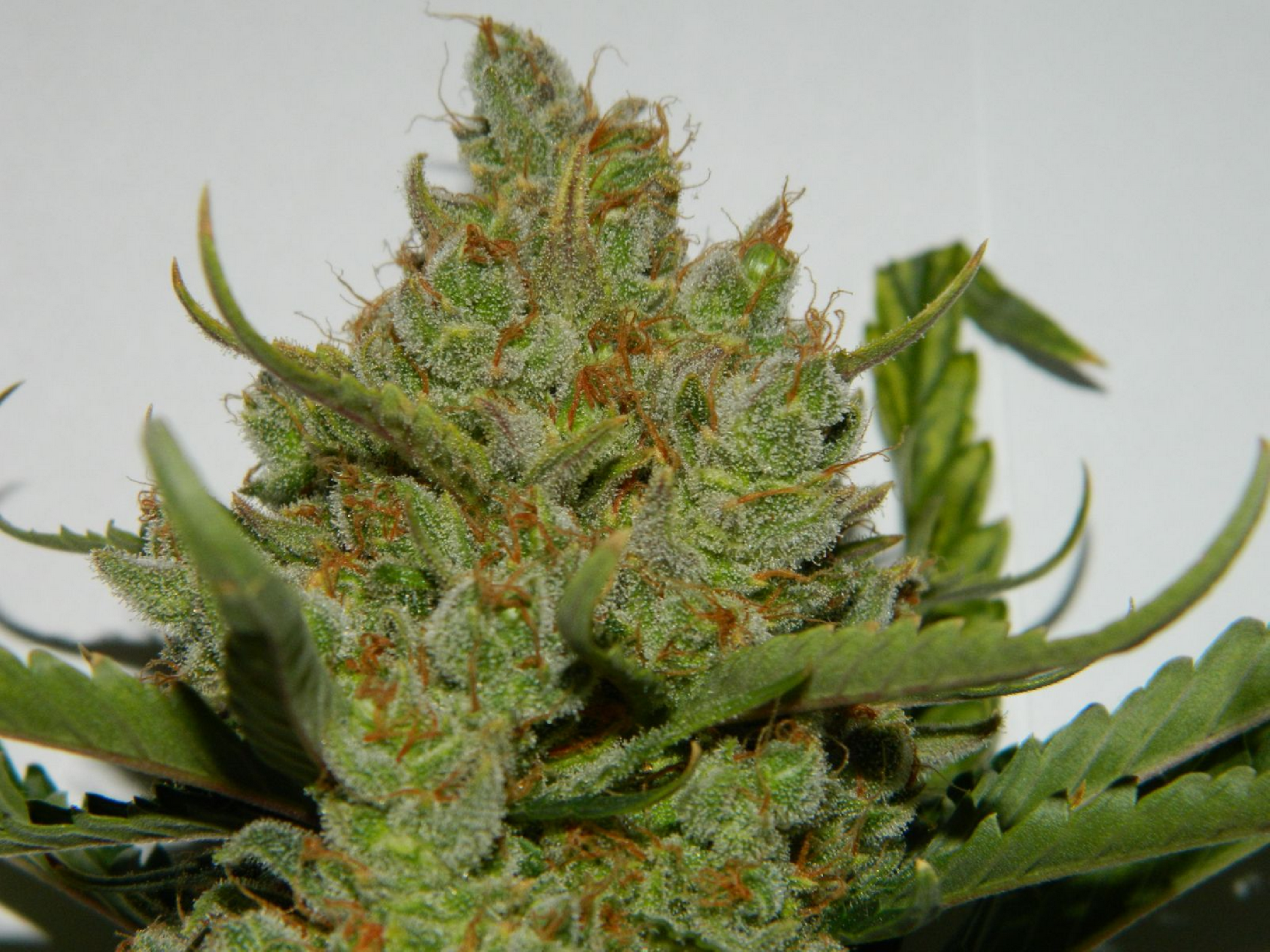 Fast Buds Green Crack Auto Feminisiert Autoflower