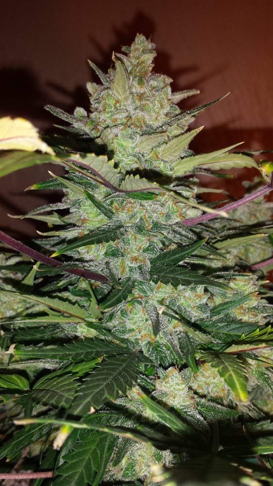 Fast Buds Green Crack Auto Feminisiert Autoflower