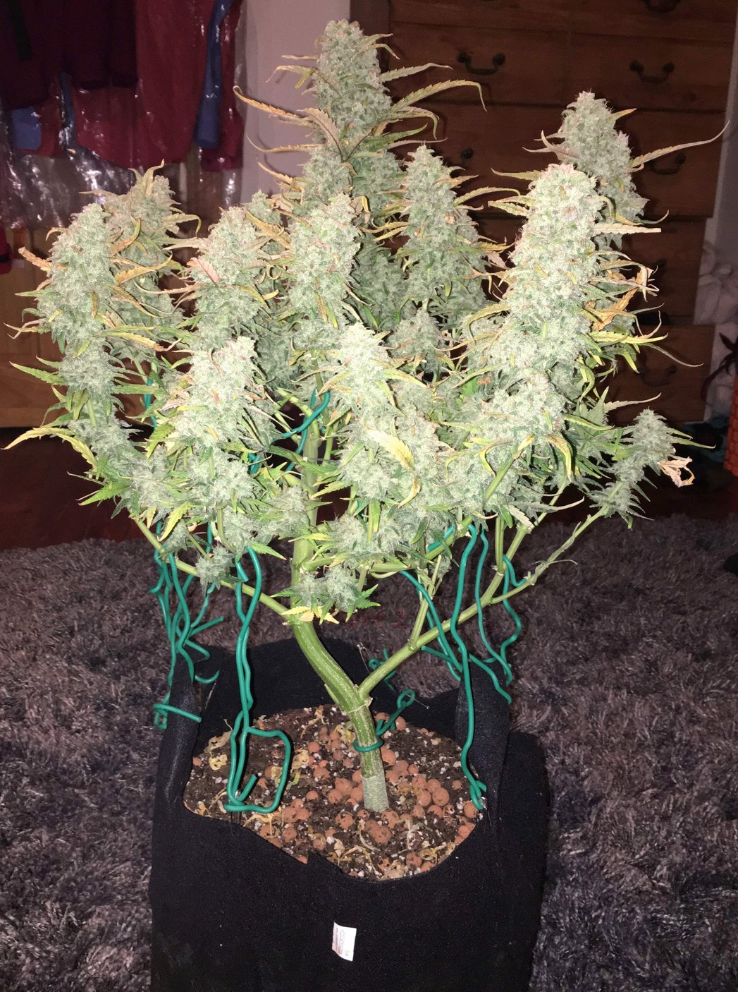 Fast Buds Green Crack Auto Feminisiert Autoflower