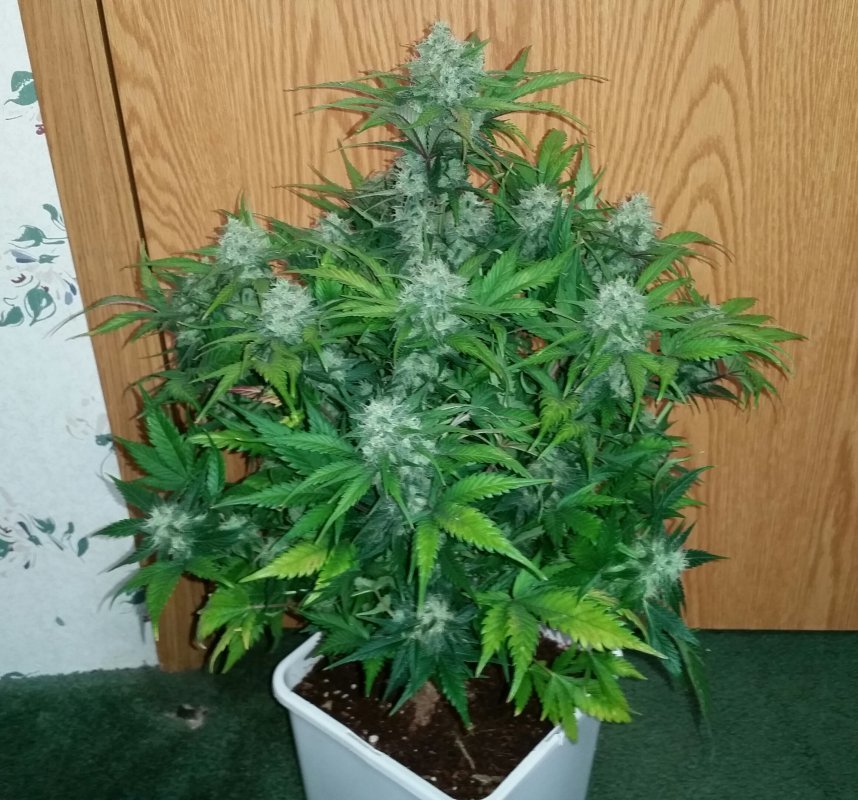 Fast Buds Green Crack Auto Feminisiert Autoflower