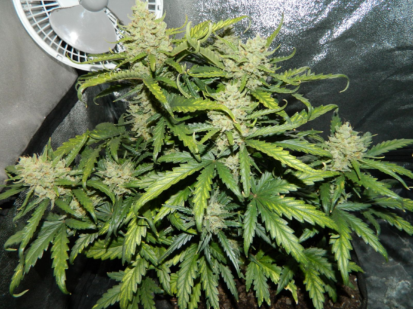 Fast Buds Green Crack Auto Feminisiert Autoflower