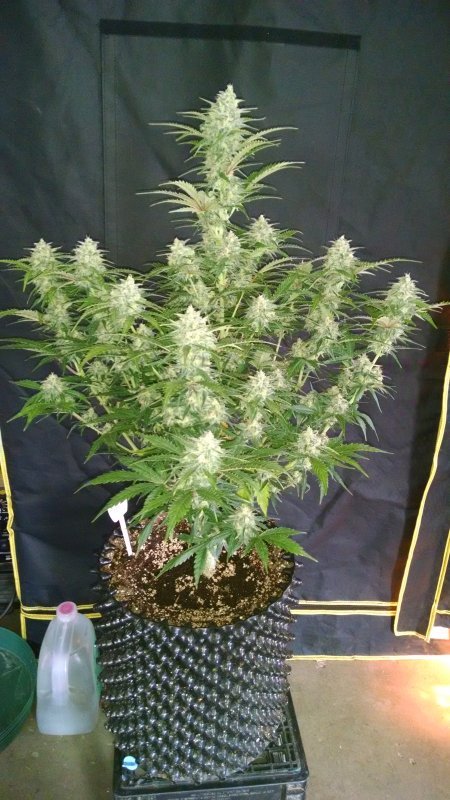 Fast Buds Grapefruit´matic Auto Feminisiert Autoflower