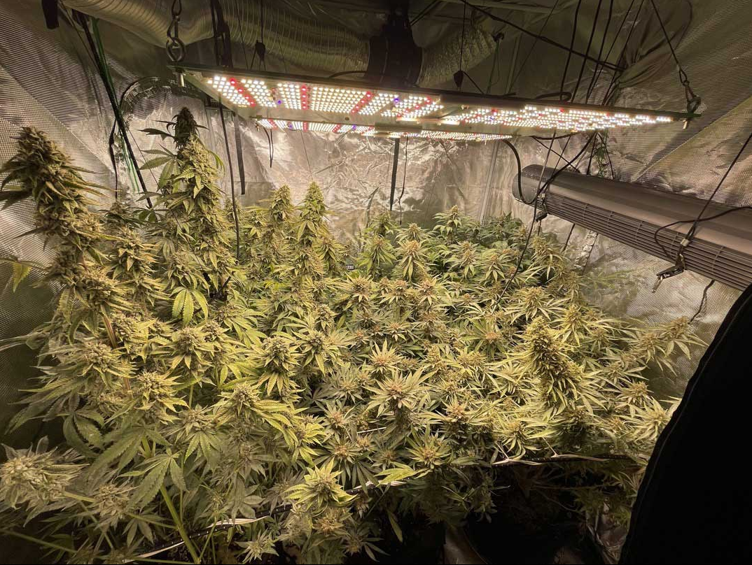 Blimburn Seeds Sour Diesel Feminisiert