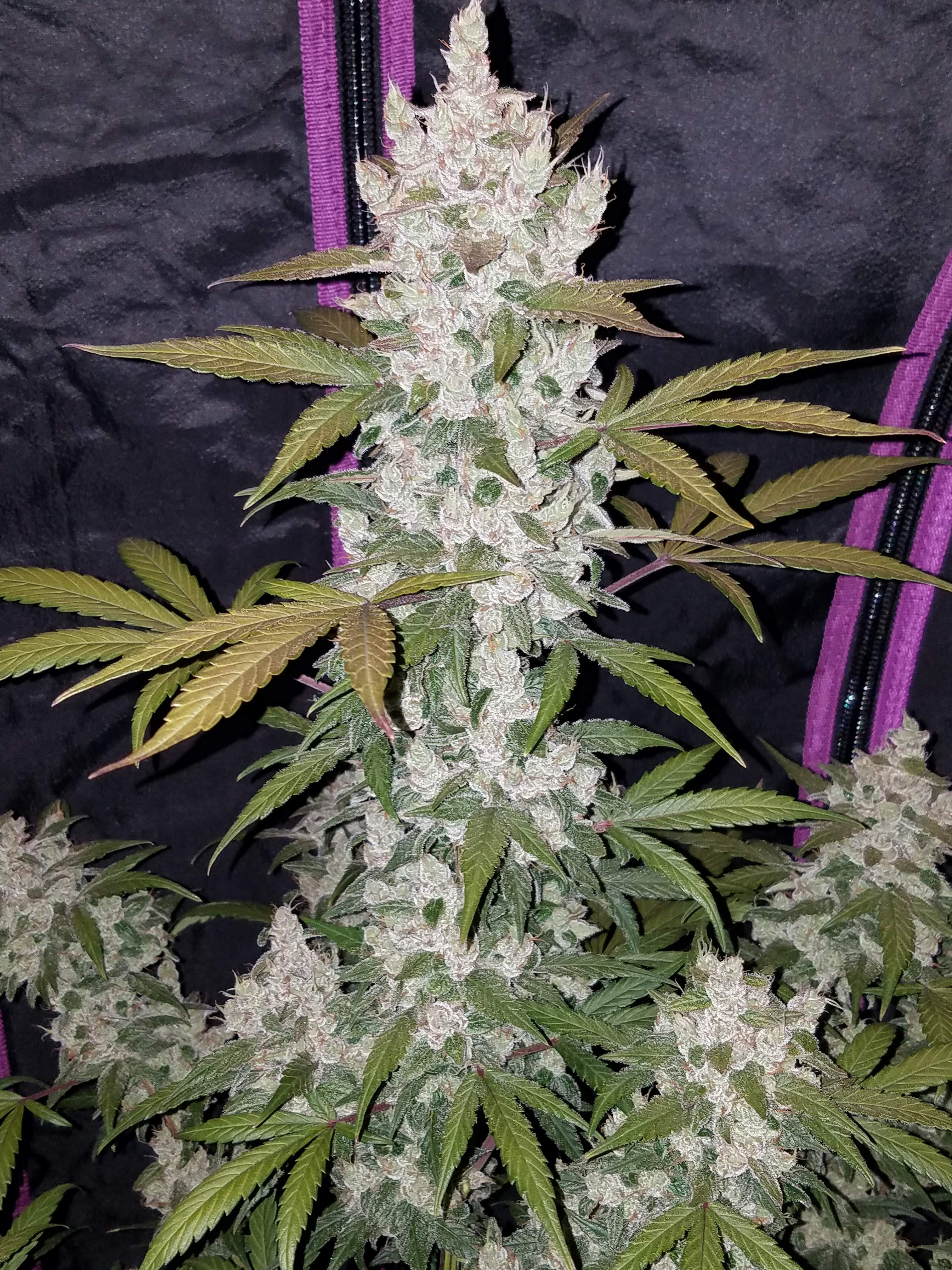 Fast Buds Girl Scout Cookies Auto Feminisiert Autoflower