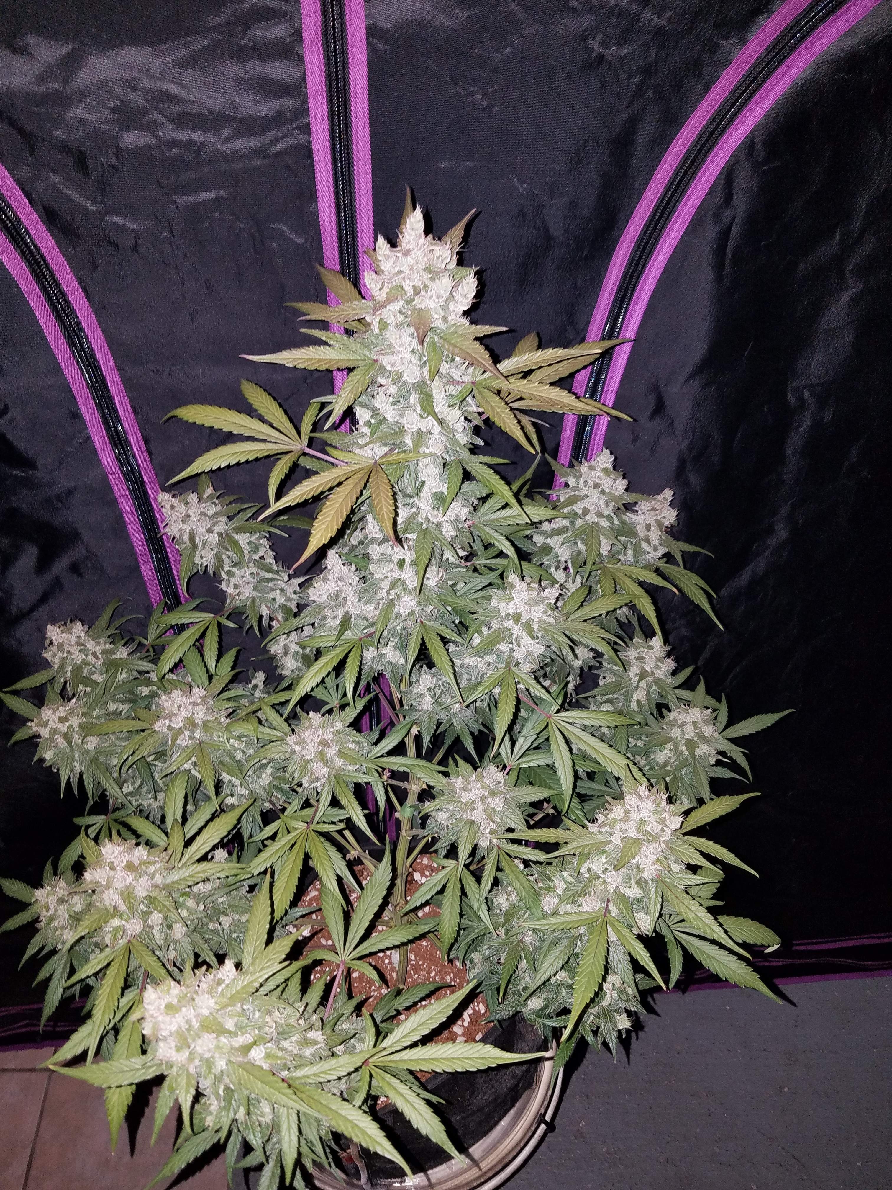 Fast Buds Girl Scout Cookies Auto Feminisiert Autoflower