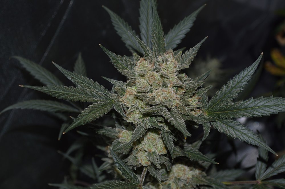 Fast Buds Girl Scout Cookies Auto Feminisiert Autoflower