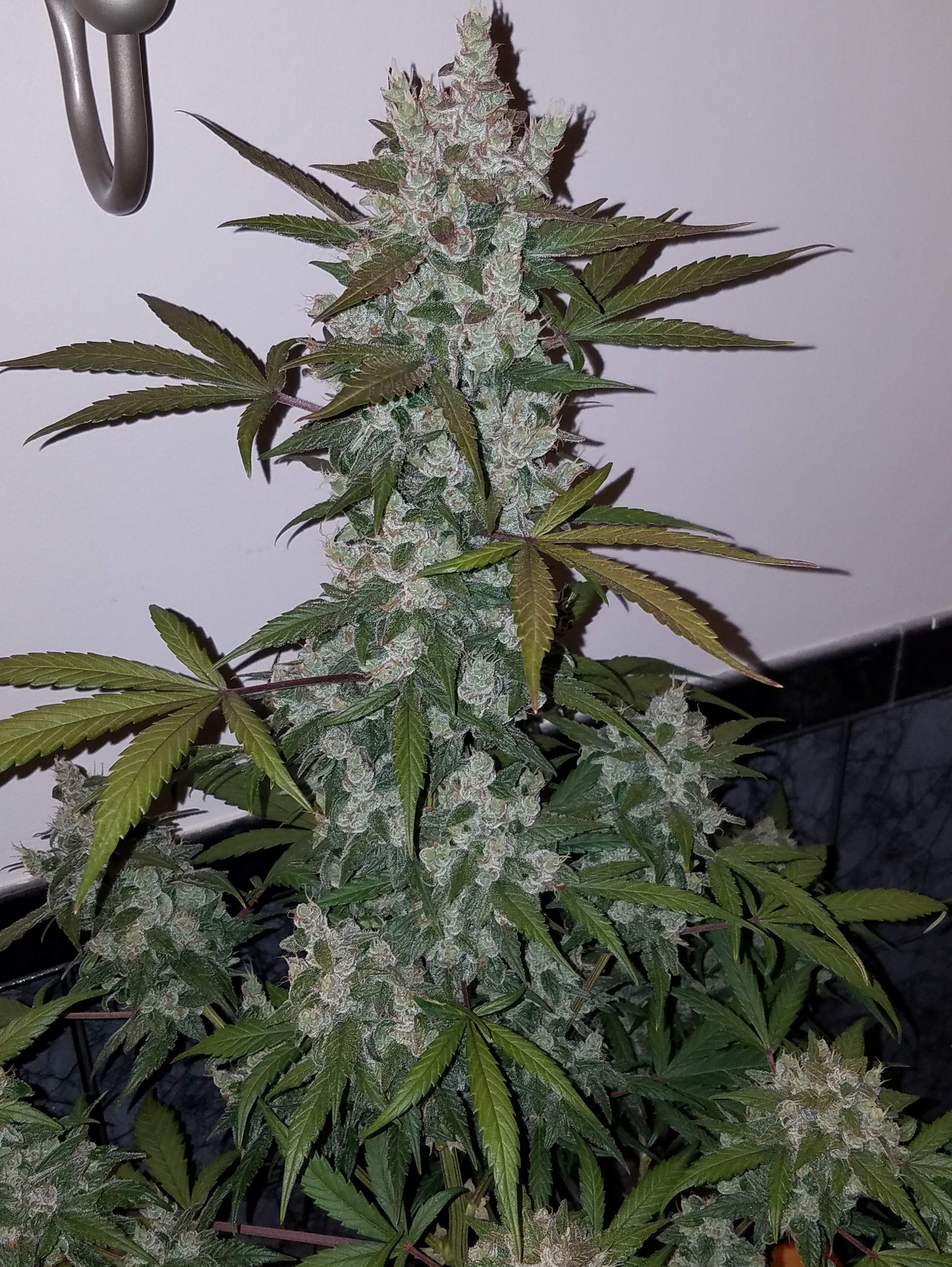 Fast Buds Girl Scout Cookies Auto Feminisiert Autoflower