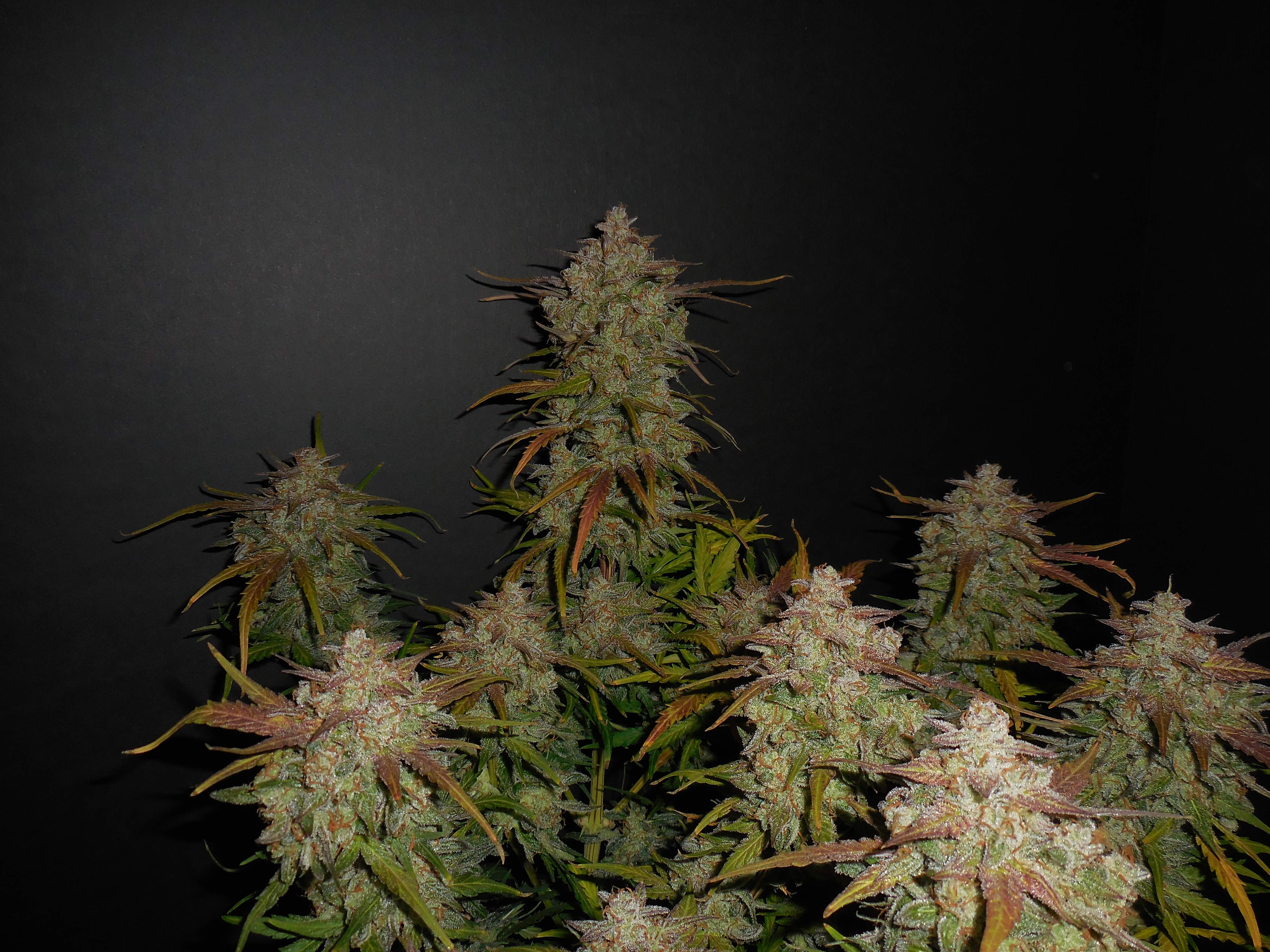 Fast Buds Lemon AK Auto Feminisiert Autoflower