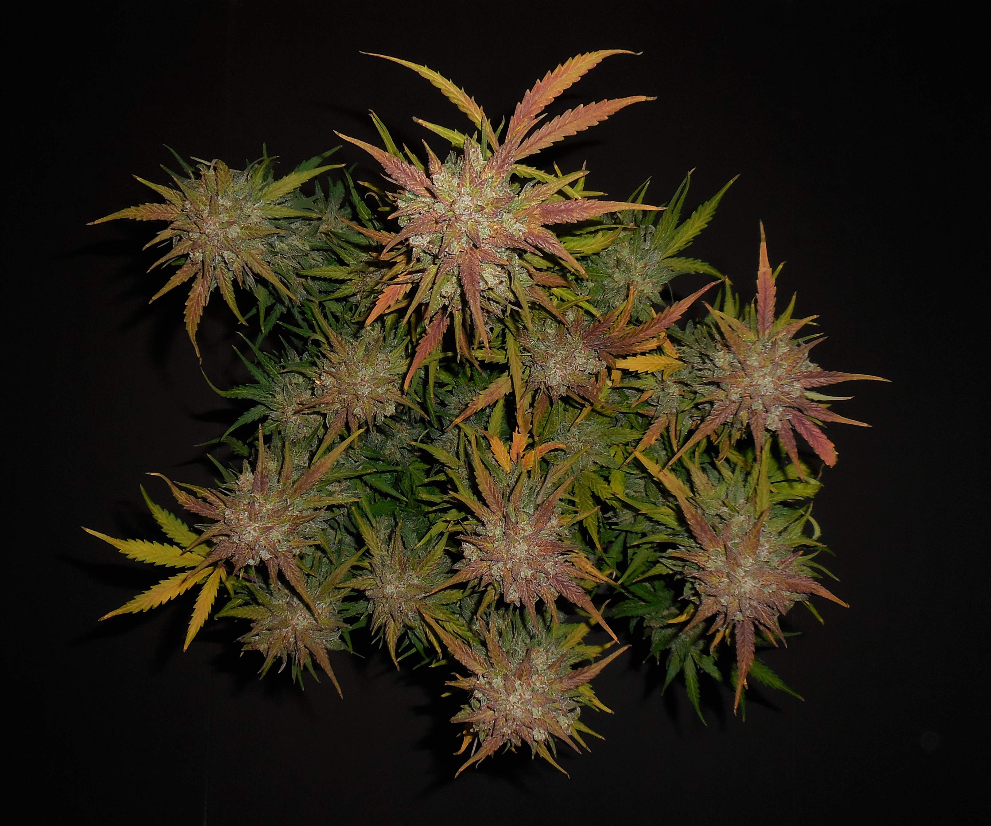 Fast Buds Lemon AK Auto Feminisiert Autoflower